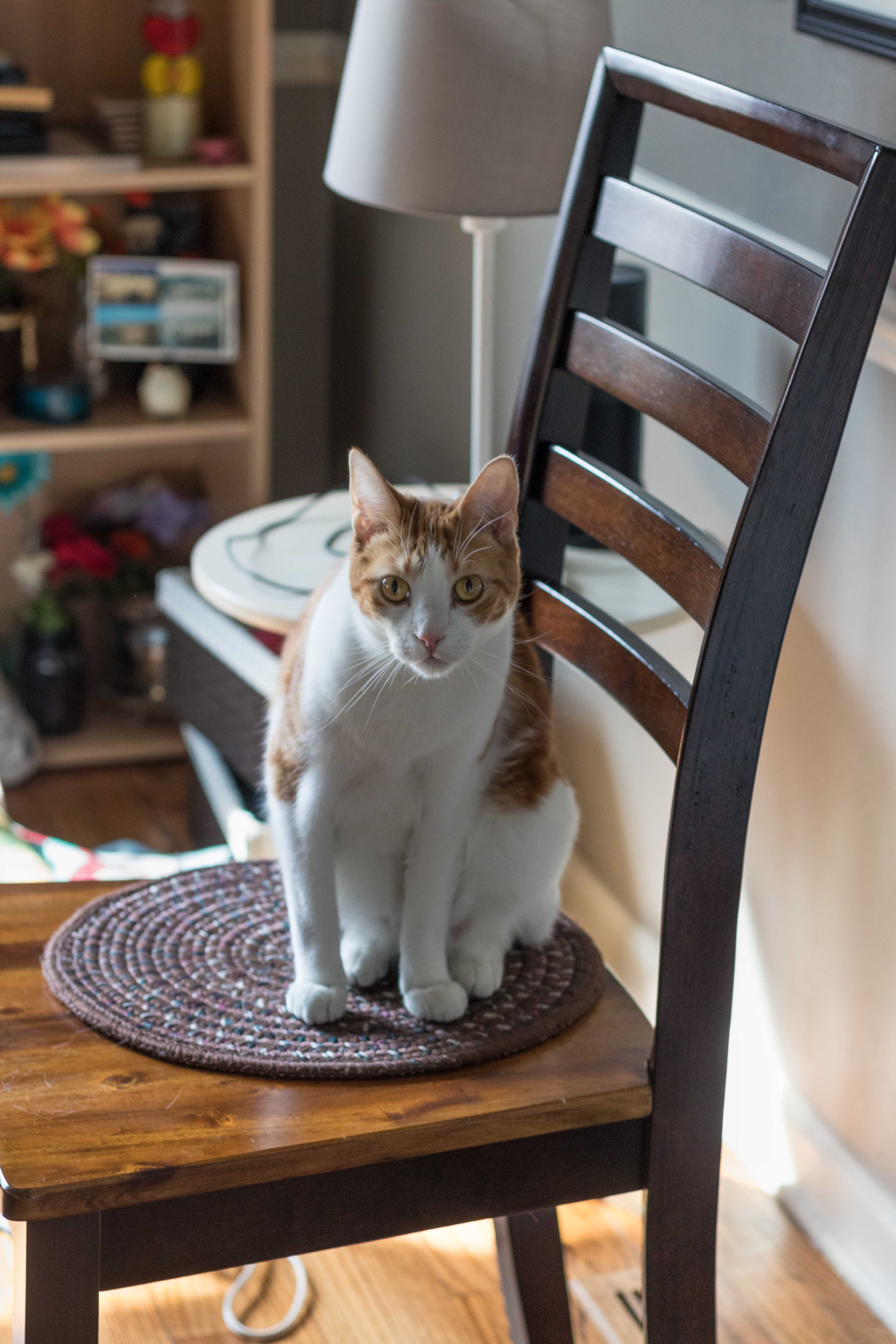 Hobbes in the Dining Room