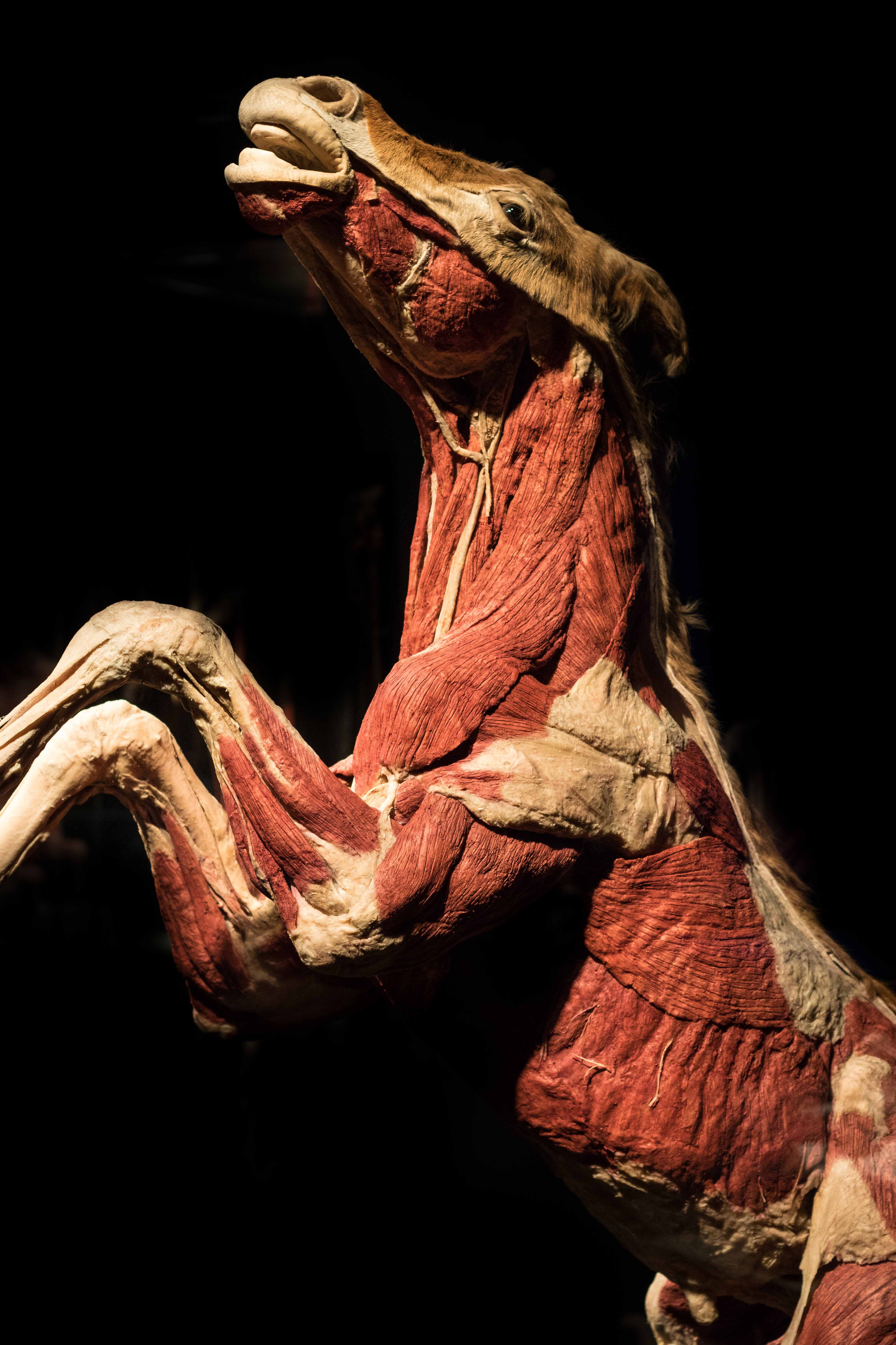 Body Worlds Animal Inside Out, Milwaukee County Zoo | https://www.roseclearfield.com