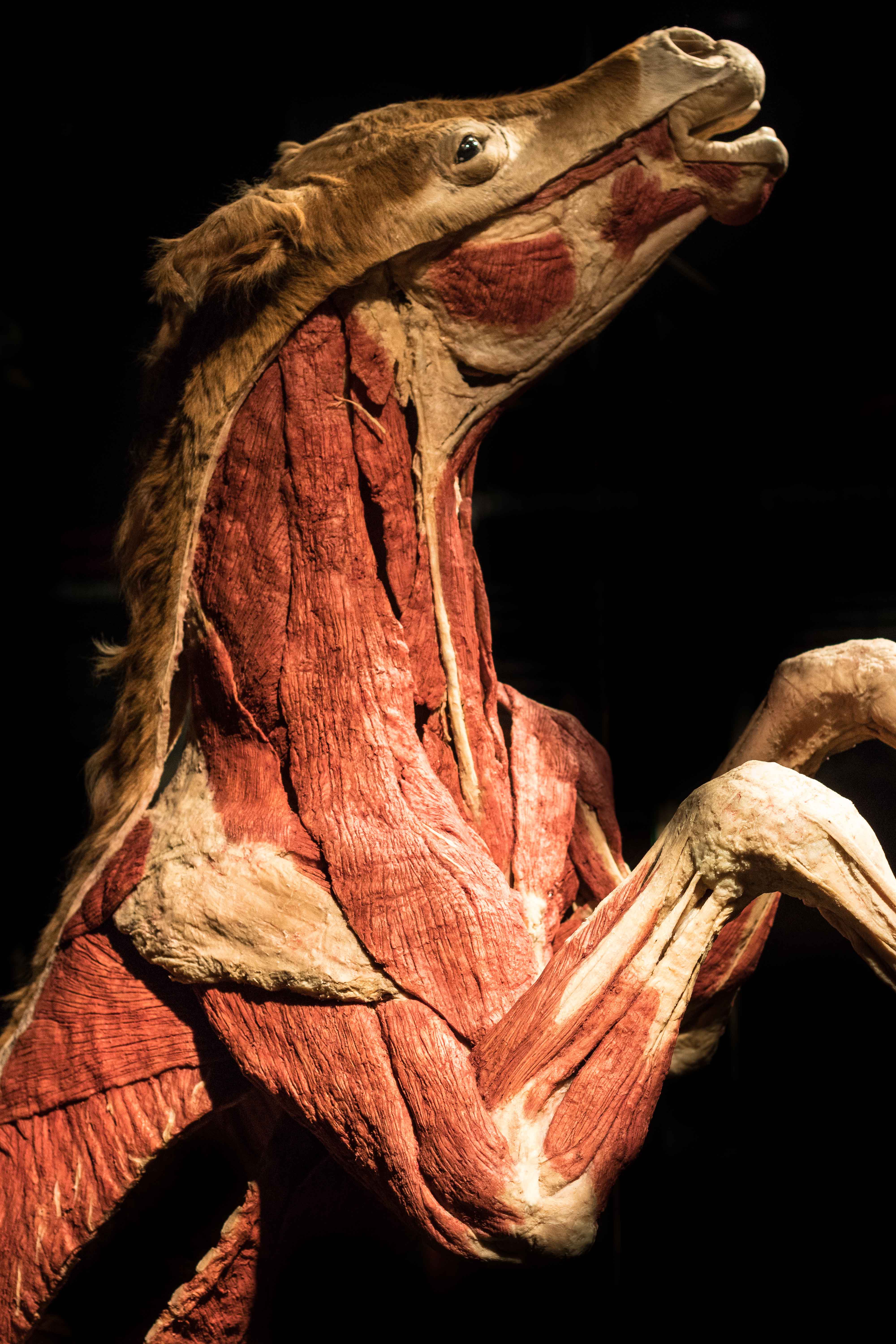 Body Worlds Animal Inside Out, Milwaukee County Zoo | https://www.roseclearfield.com