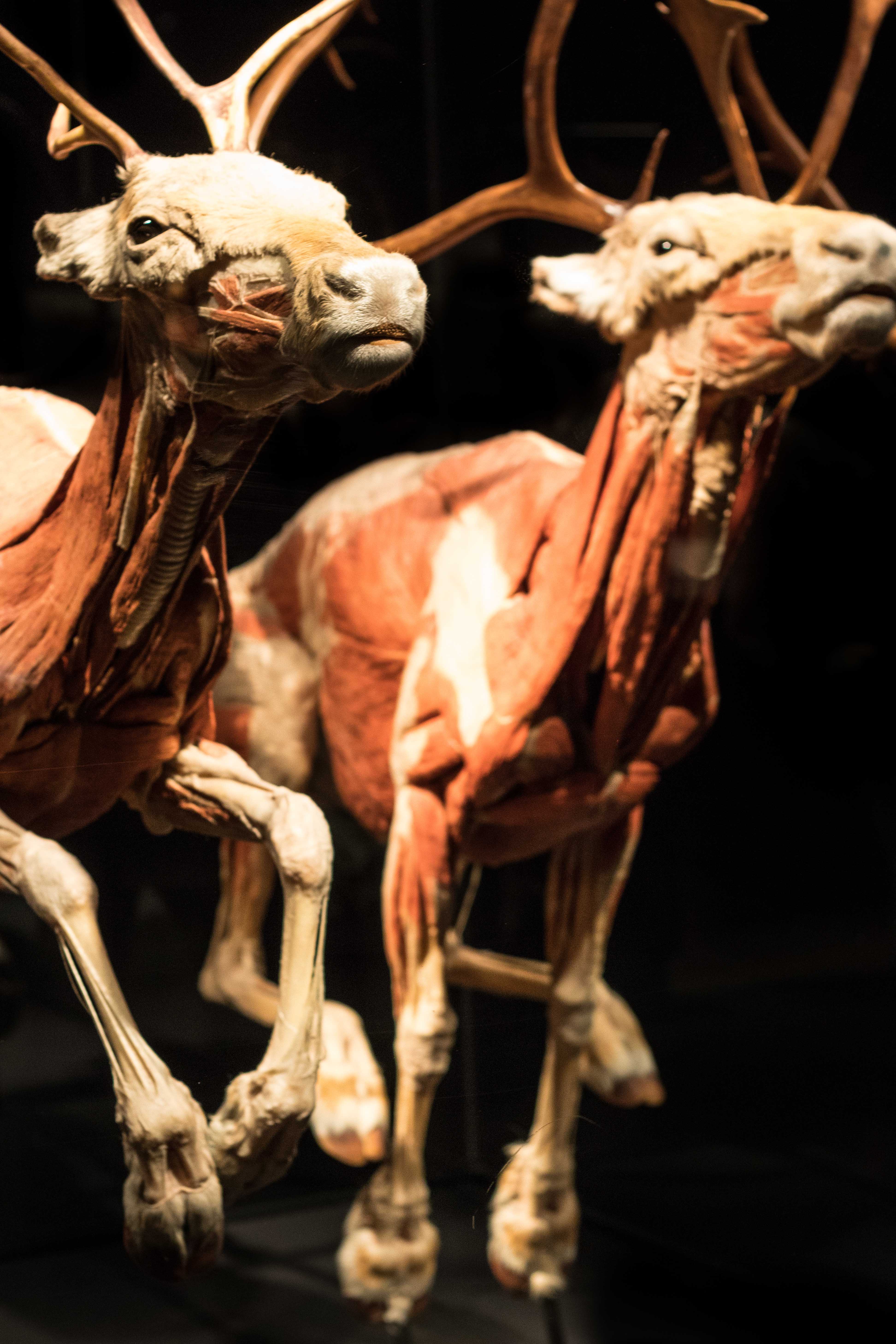 Body Worlds Animal Inside Out, Milwaukee County Zoo | https://www.roseclearfield.com