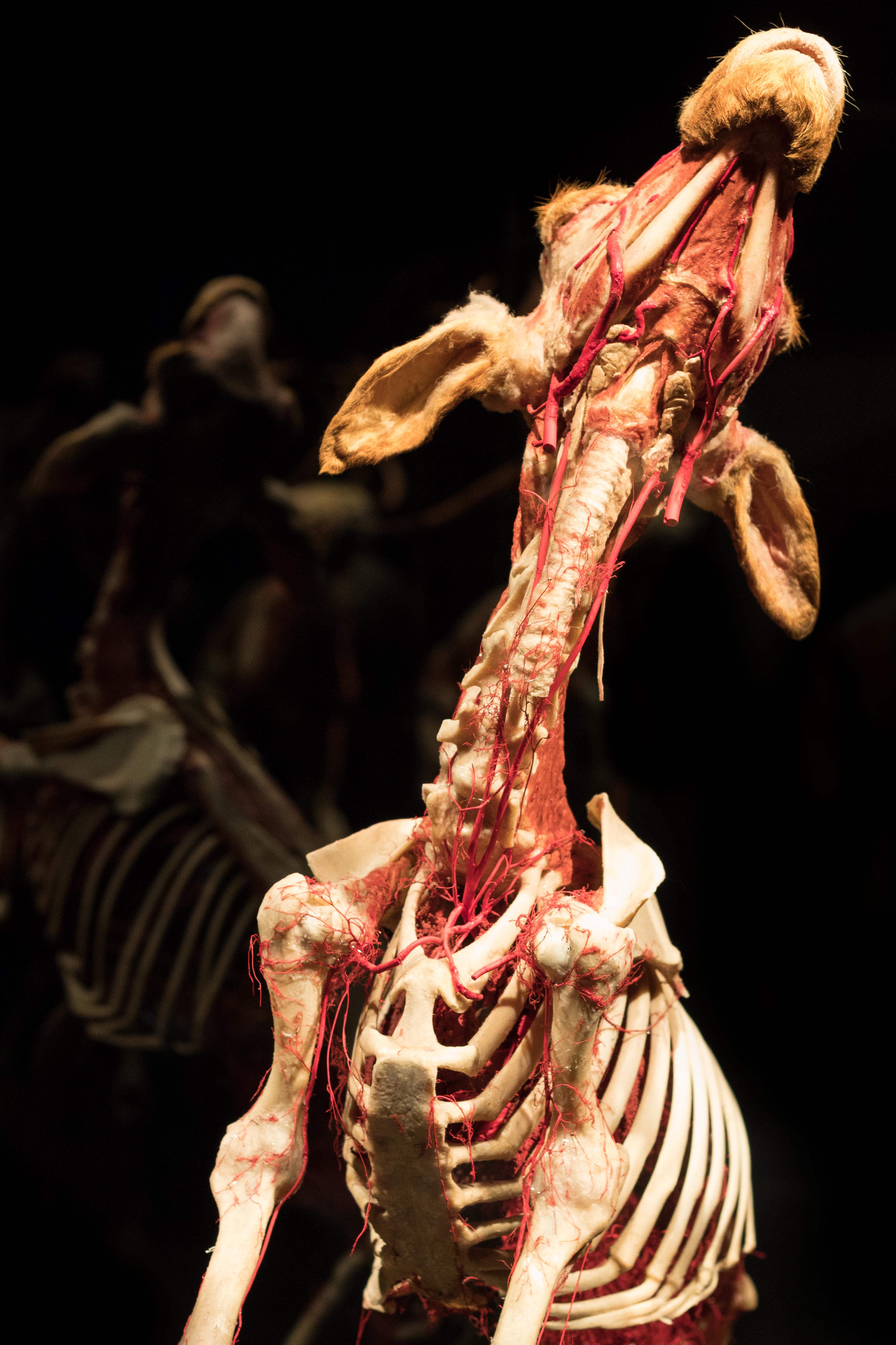 Body Worlds Animal Inside Out, Milwaukee County Zoo | https://www.roseclearfield.com