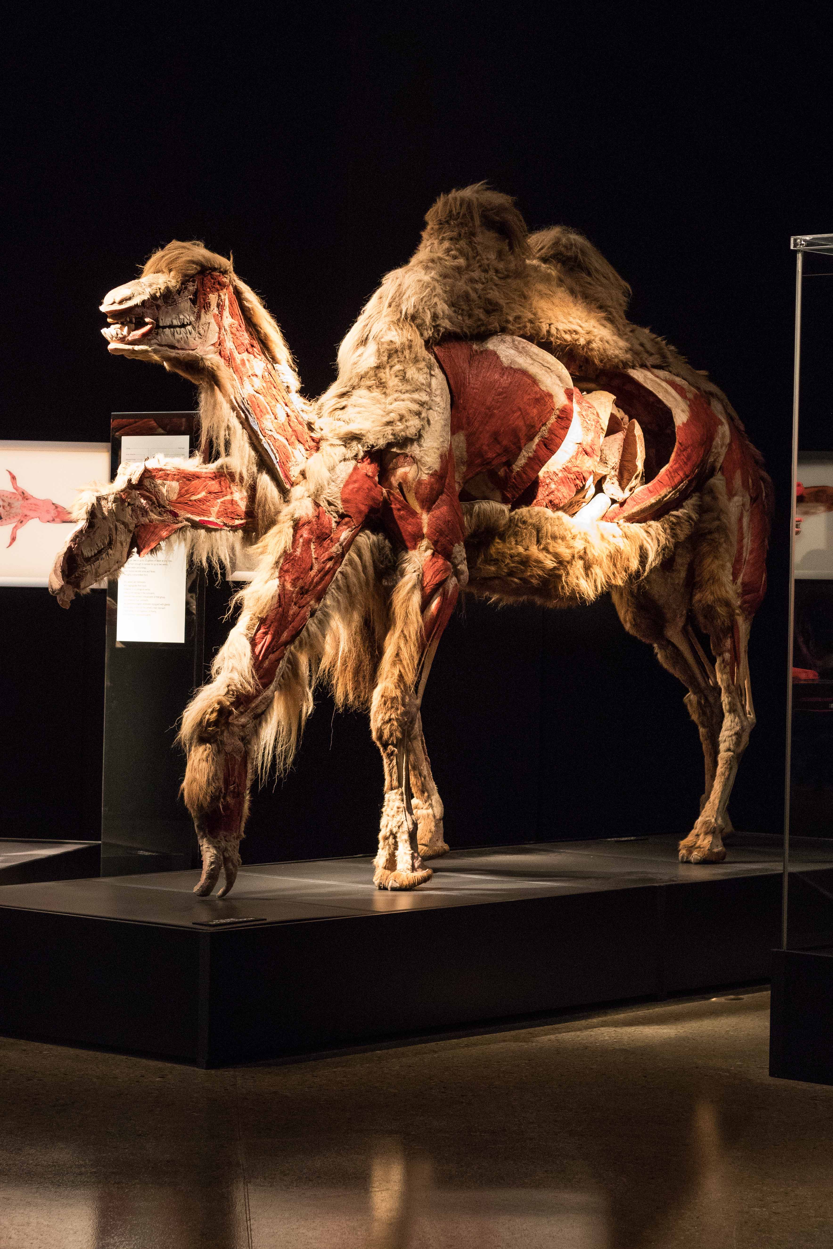 Body Worlds Animal Inside Out, Milwaukee County Zoo | https://www.roseclearfield.com