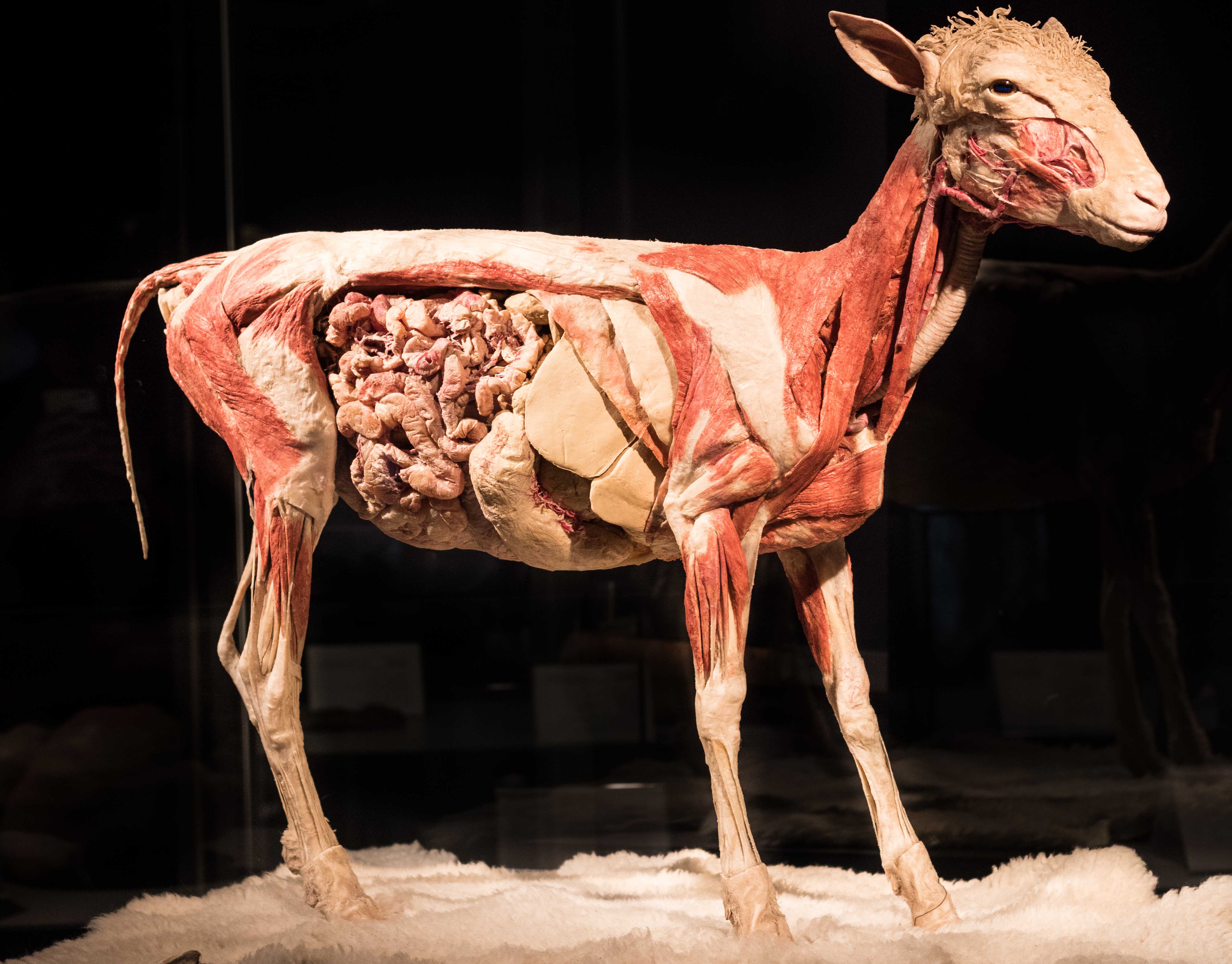 Body Worlds Animal Inside Out, Milwaukee County Zoo | https://www.roseclearfield.com