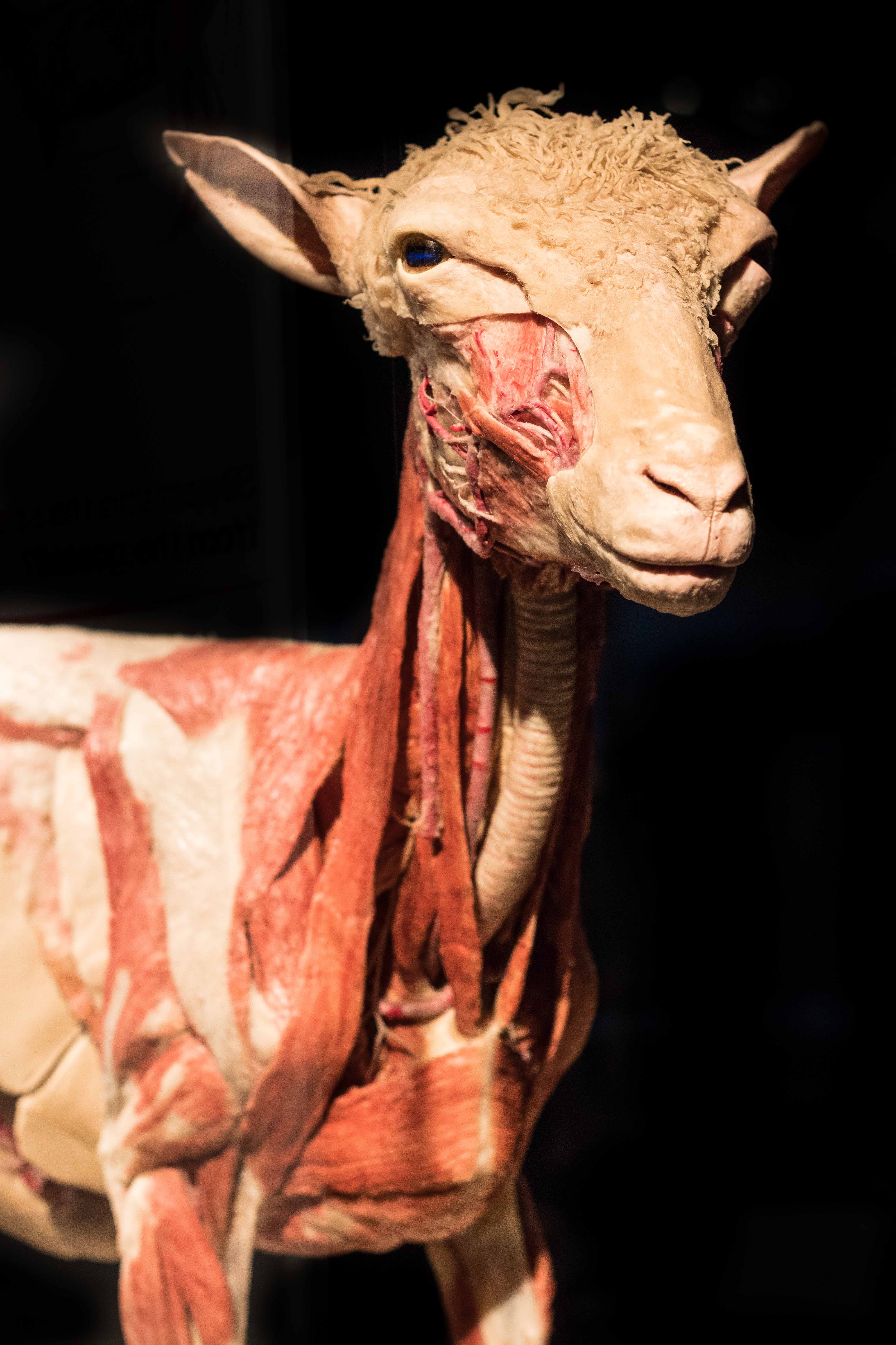 Body Worlds Animal Inside Out, Milwaukee County Zoo | https://www.roseclearfield.com