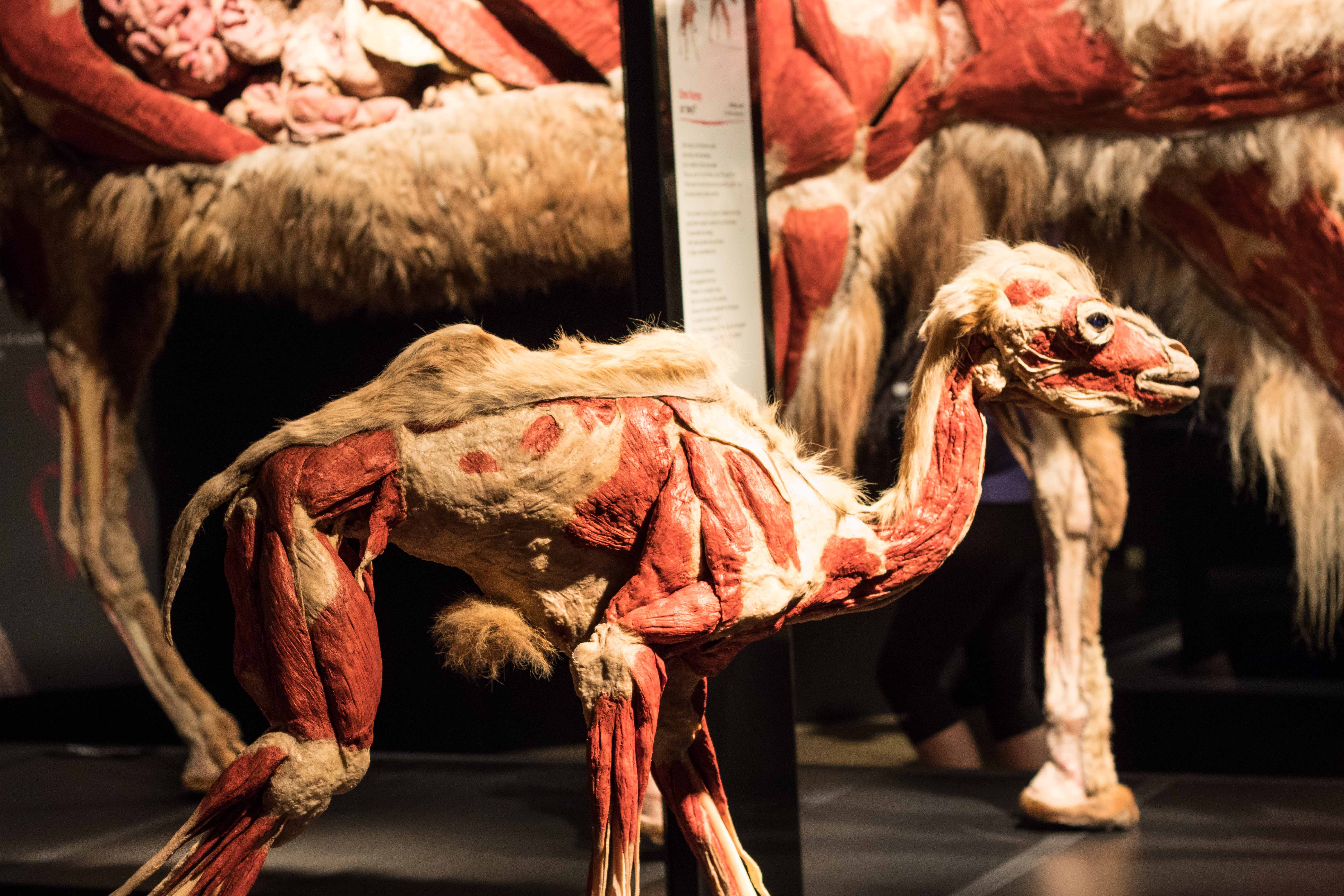 Body Worlds Animal Inside Out, Milwaukee County Zoo | https://www.roseclearfield.com