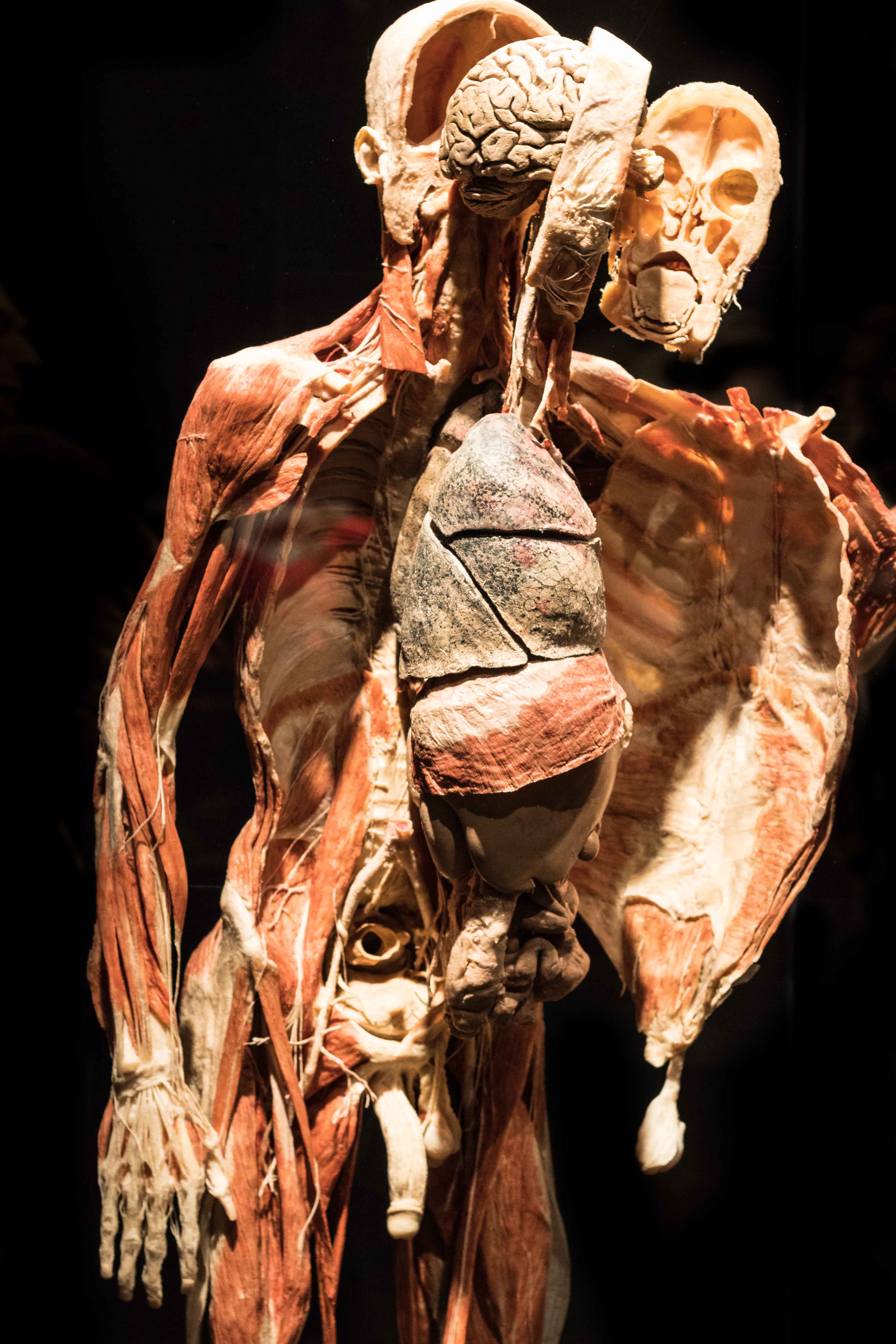 Body Worlds Animal Inside Out, Milwaukee County Zoo | https://www.roseclearfield.com