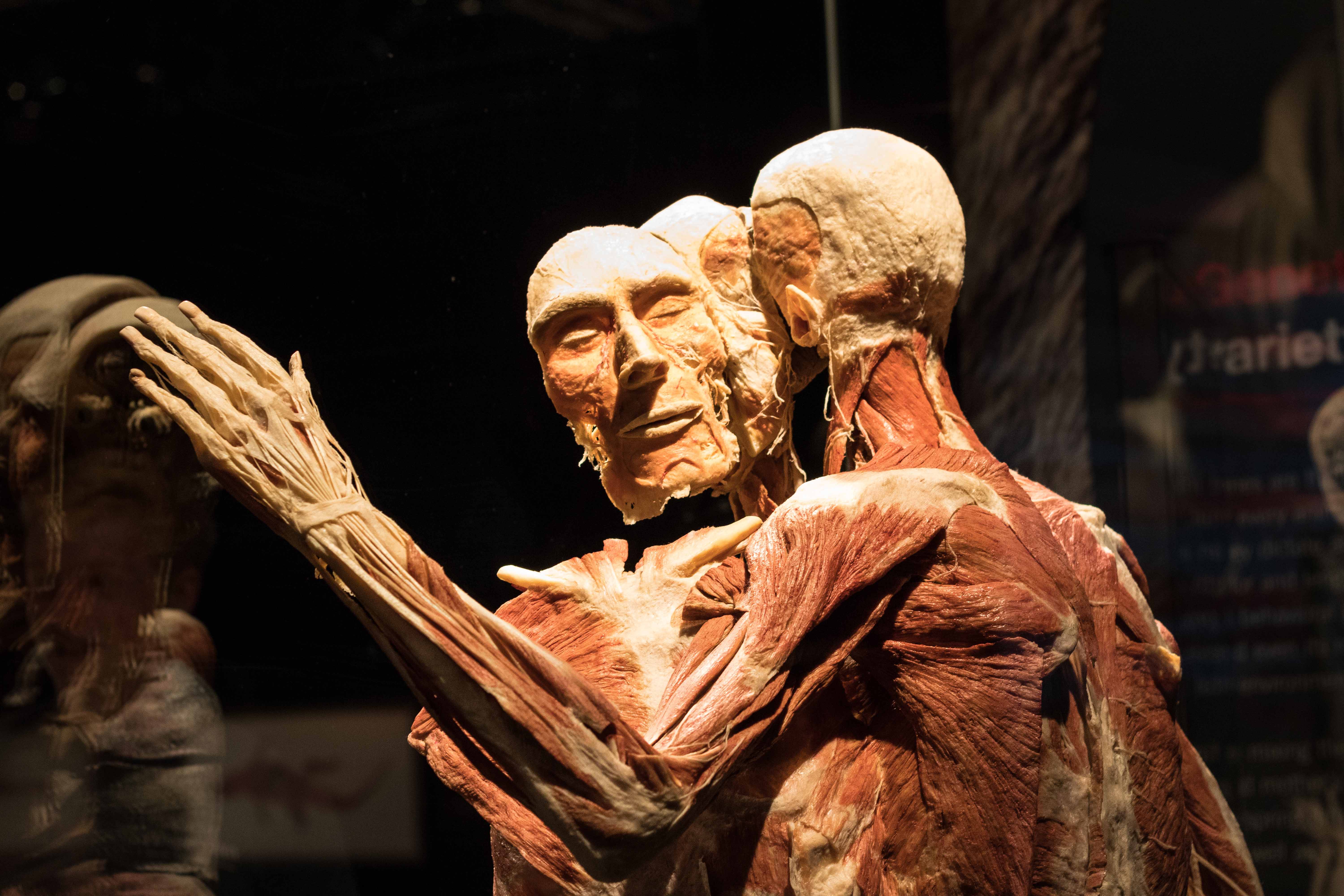 Body Worlds Animal Inside Out, Milwaukee County Zoo | https://www.roseclearfield.com