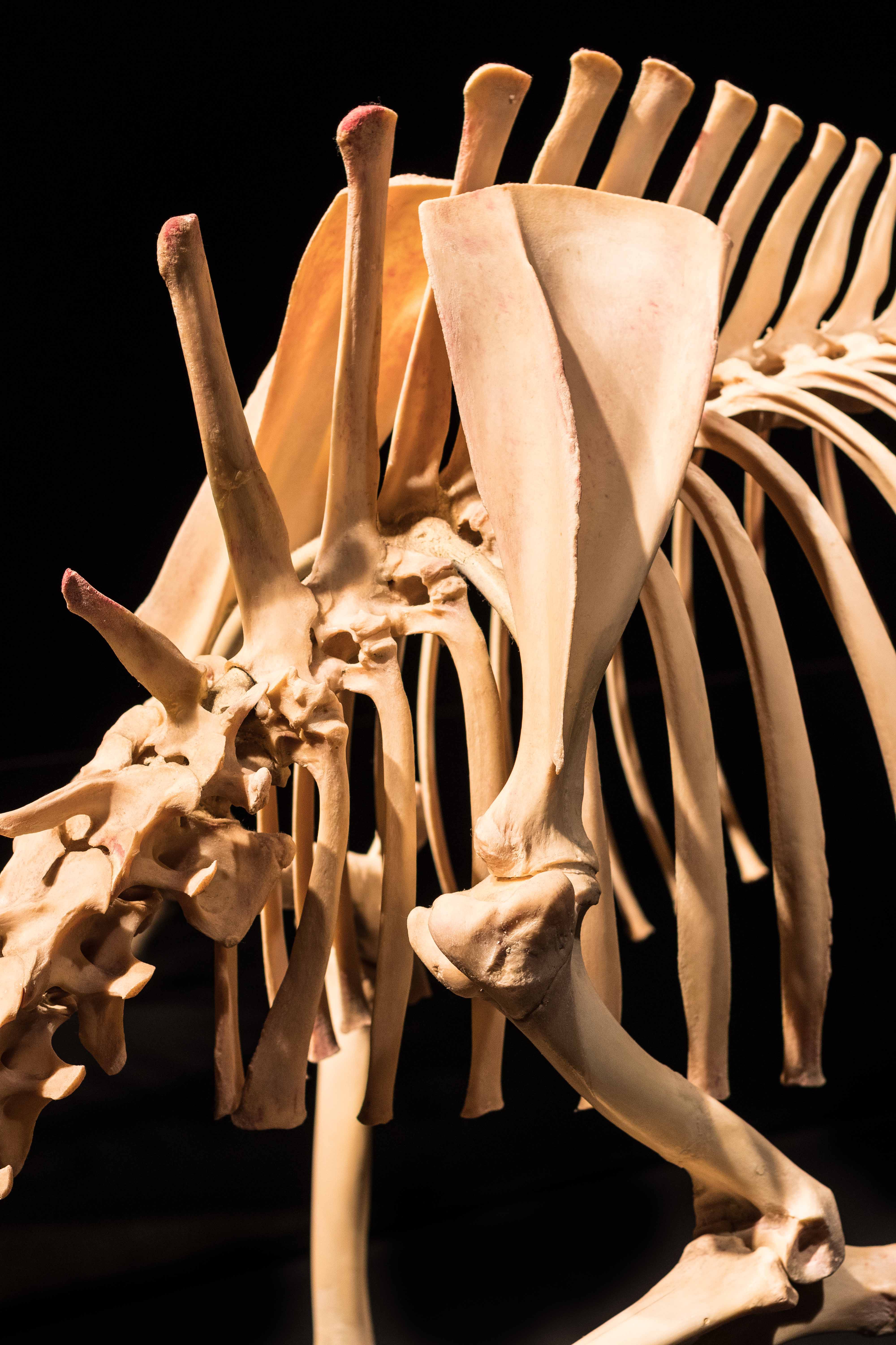 Body Worlds Animal Inside Out, Milwaukee County Zoo | https://www.roseclearfield.com