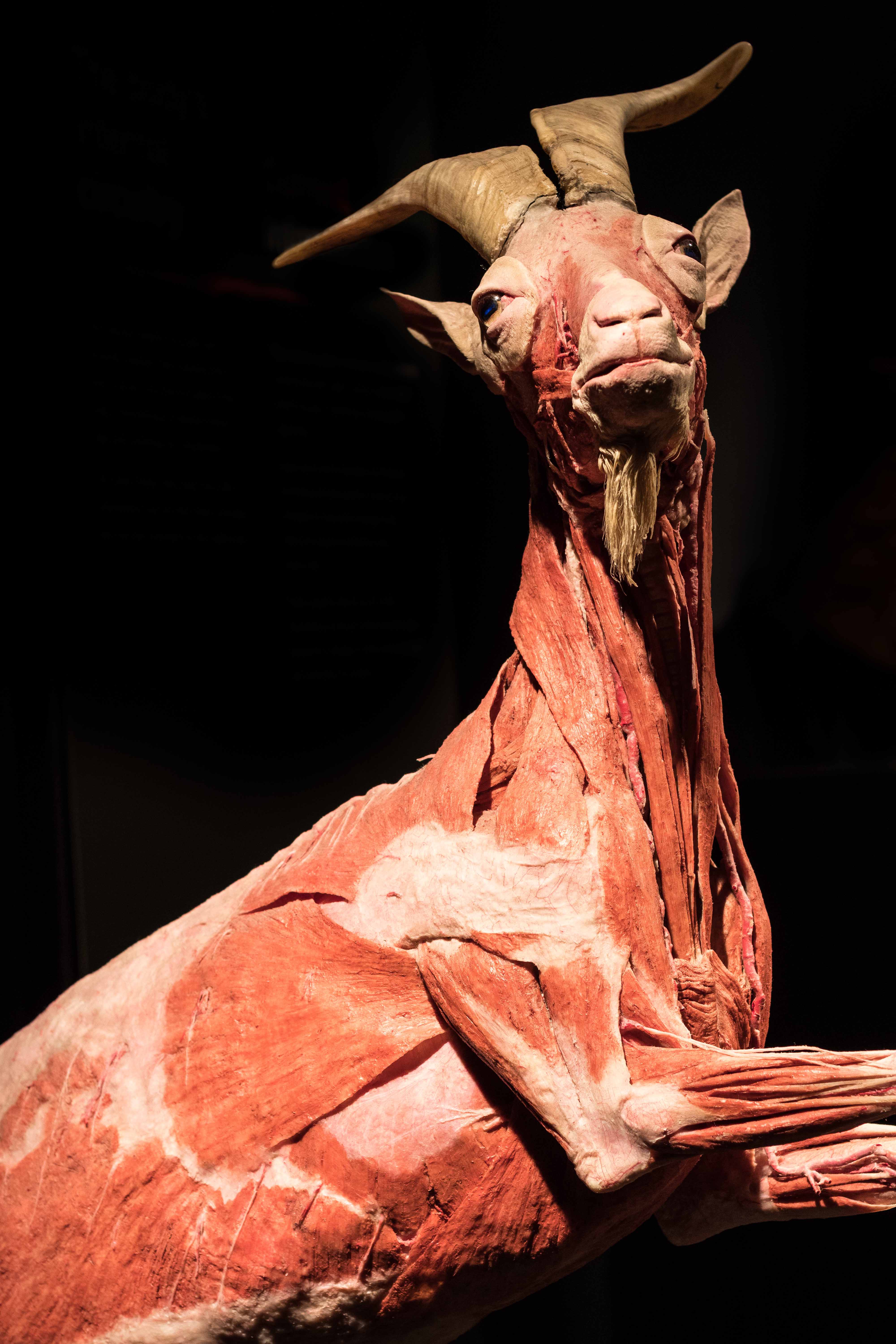 Body Worlds Animal Inside Out, Milwaukee County Zoo | https://www.roseclearfield.com