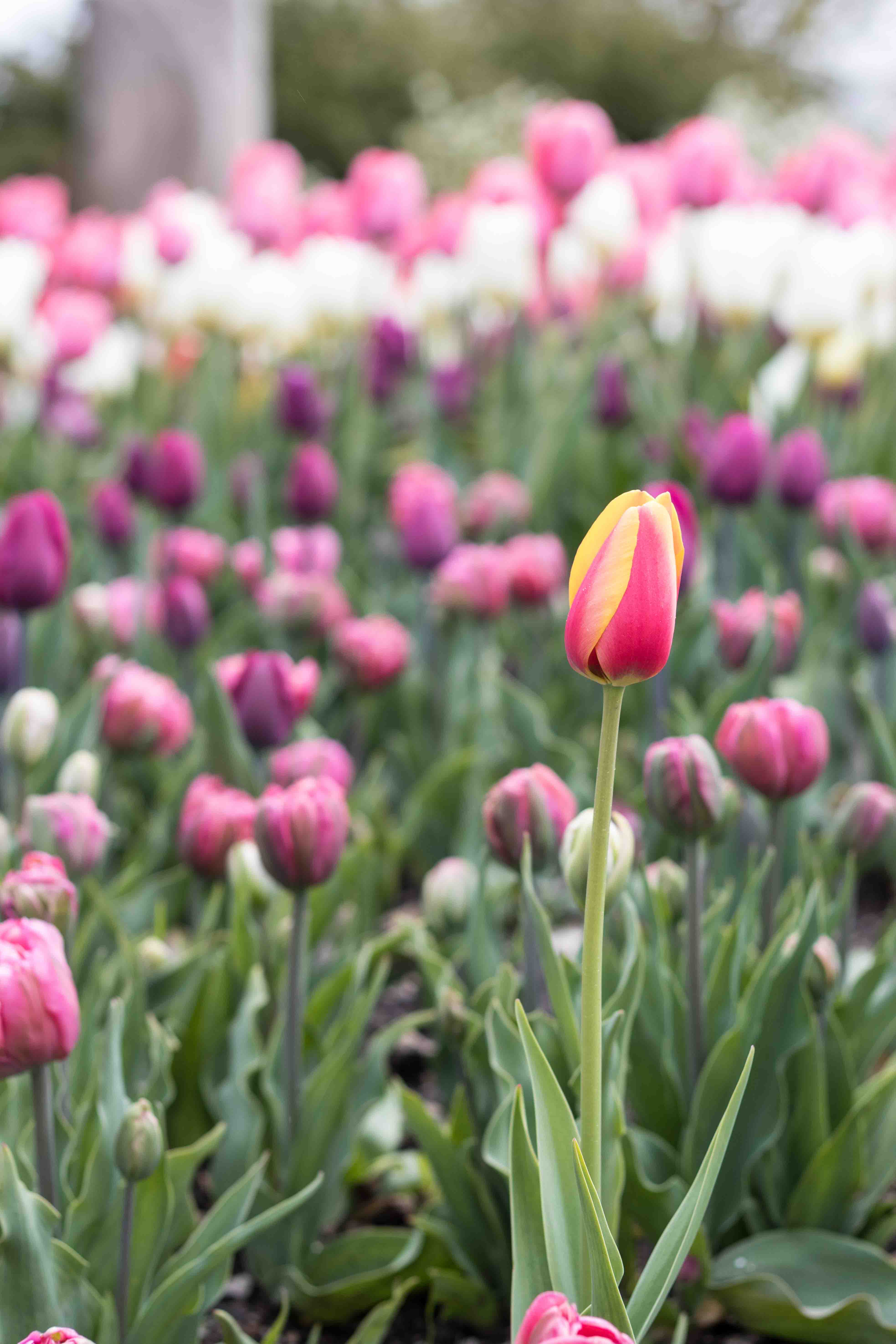 Tulips at the Boerner Botanical Gardens May 2017 | https://www.roseclearfield.com