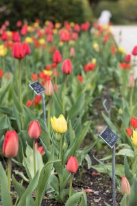 Tulips at the Boerner Botanical Gardens May 2017 | https://www.roseclearfield.com