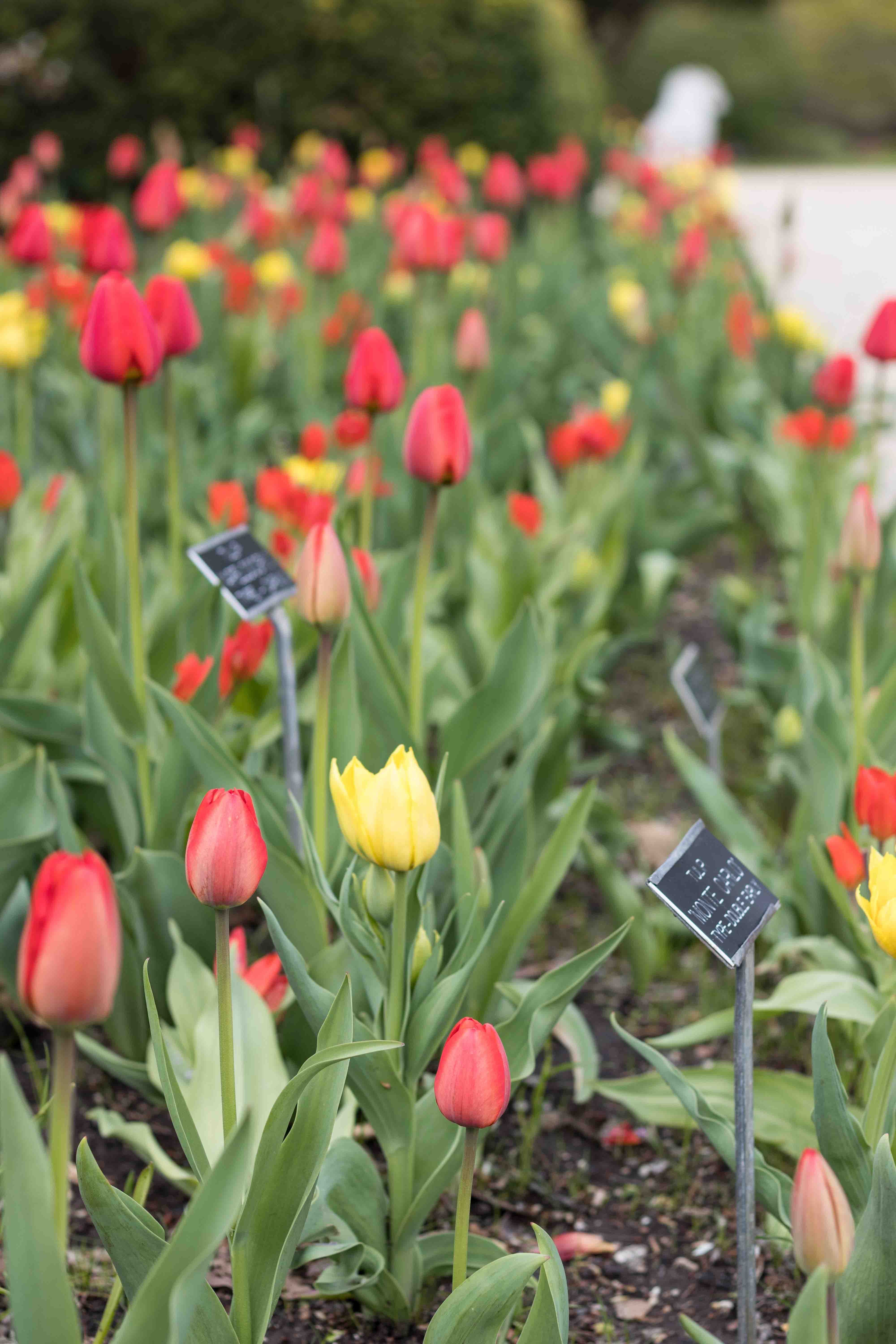 Tulips at the Boerner Botanical Gardens May 2017 | https://www.roseclearfield.com