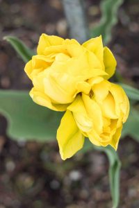Tulips at the Boerner Botanical Gardens May 2017 | https://www.roseclearfield.com