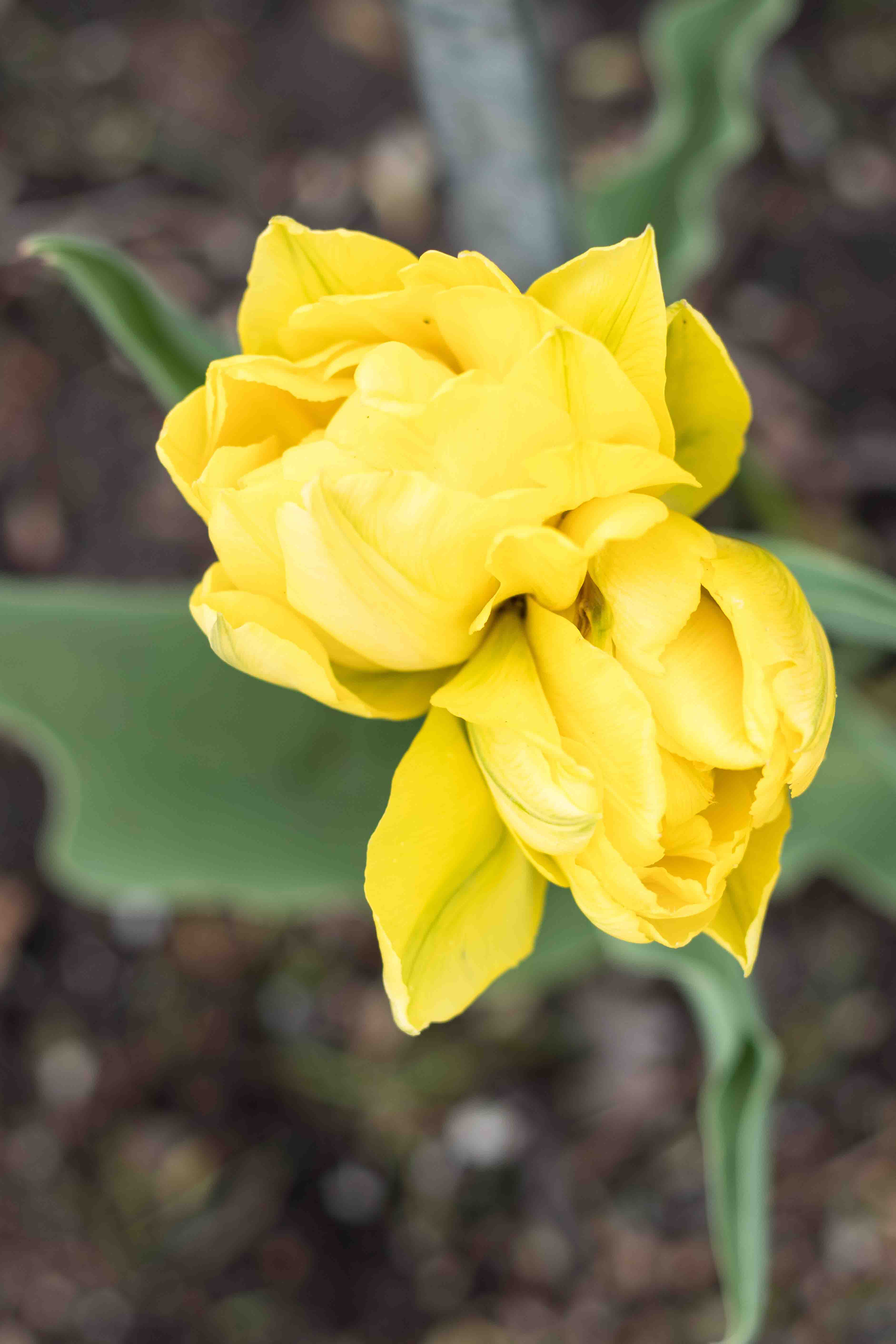 Tulips at the Boerner Botanical Gardens May 2017 | https://www.roseclearfield.com