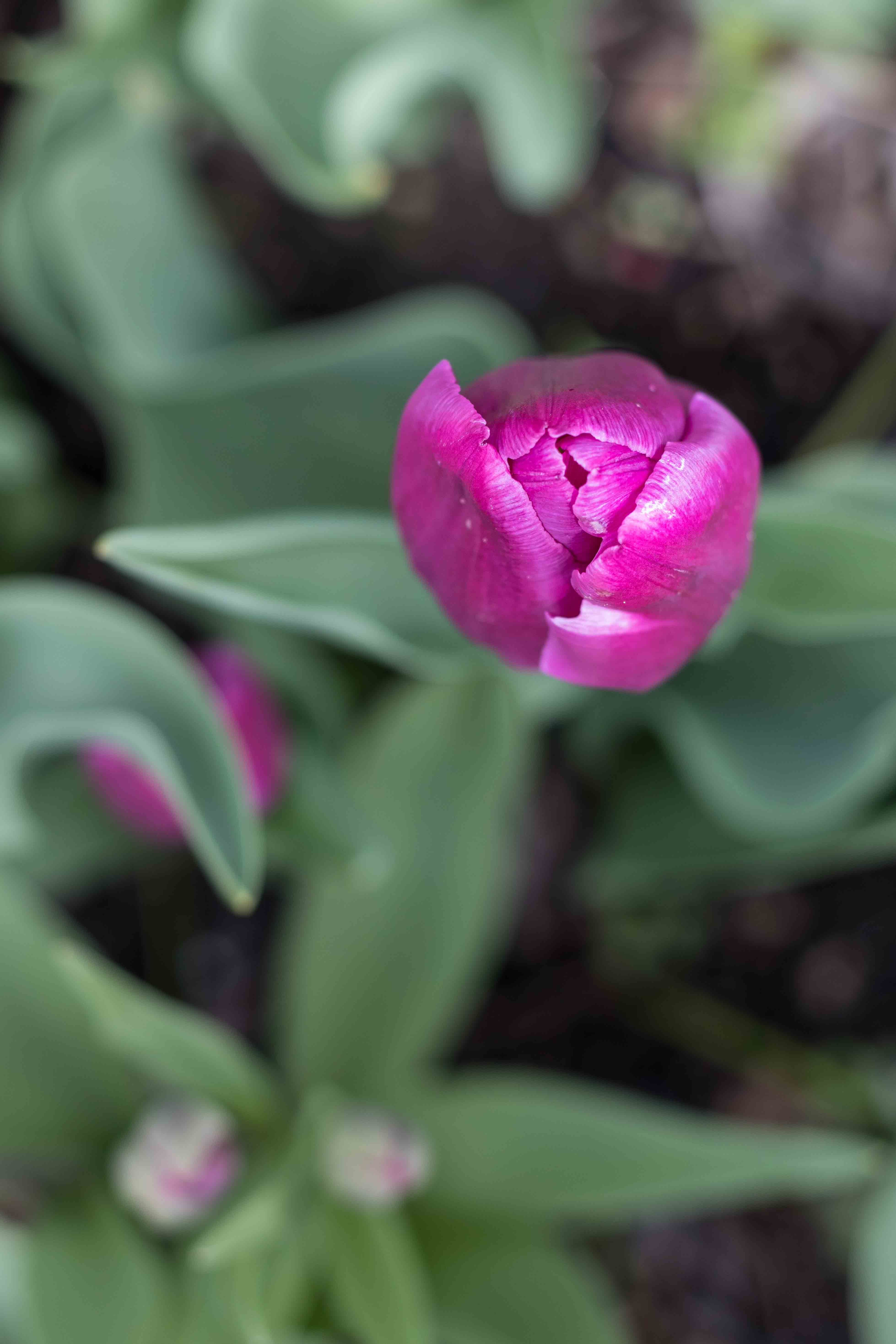 Tulips at the Boerner Botanical Gardens May 2017 | https://www.roseclearfield.com