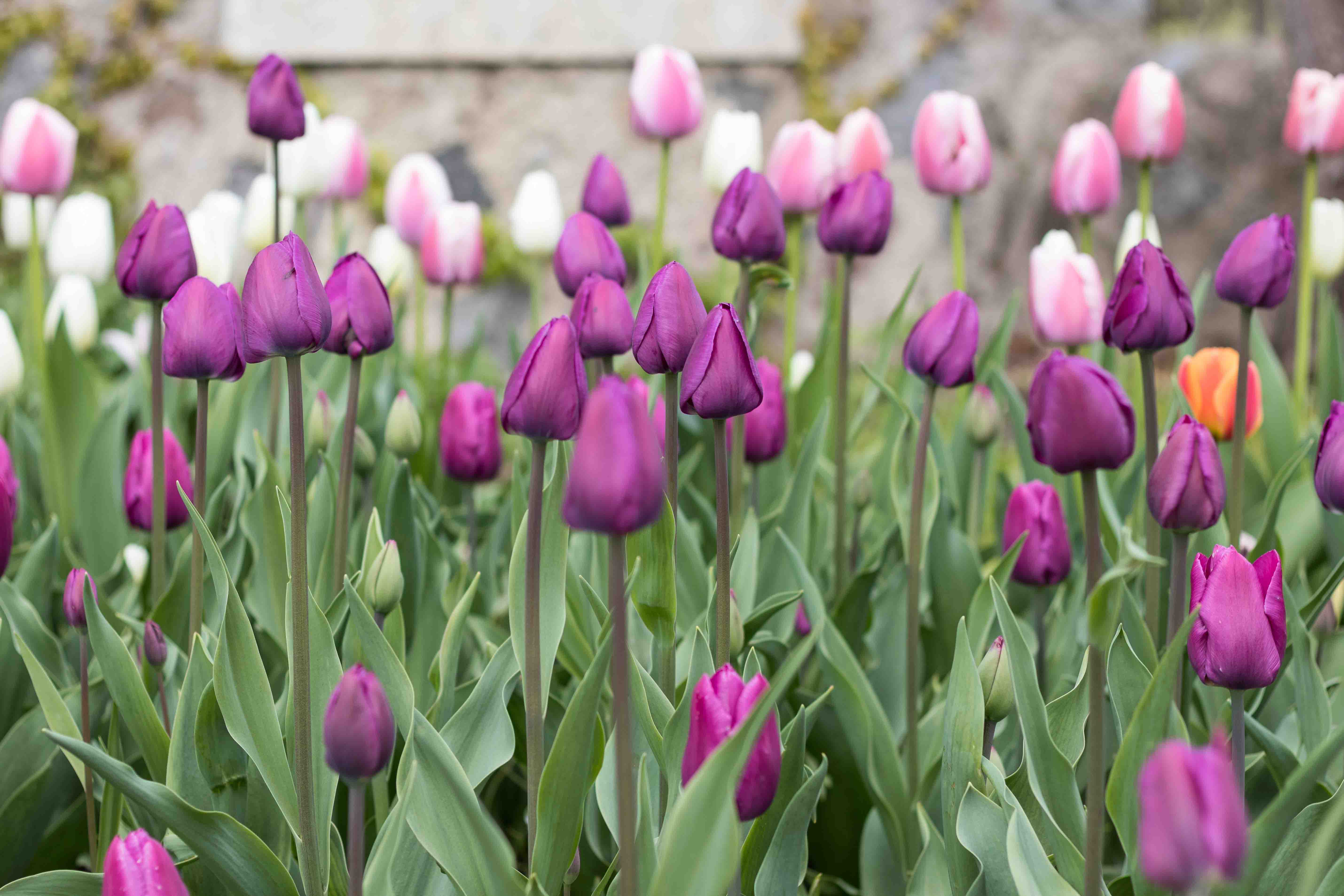 Tulips at the Boerner Botanical Gardens May 2017 | https://www.roseclearfield.com