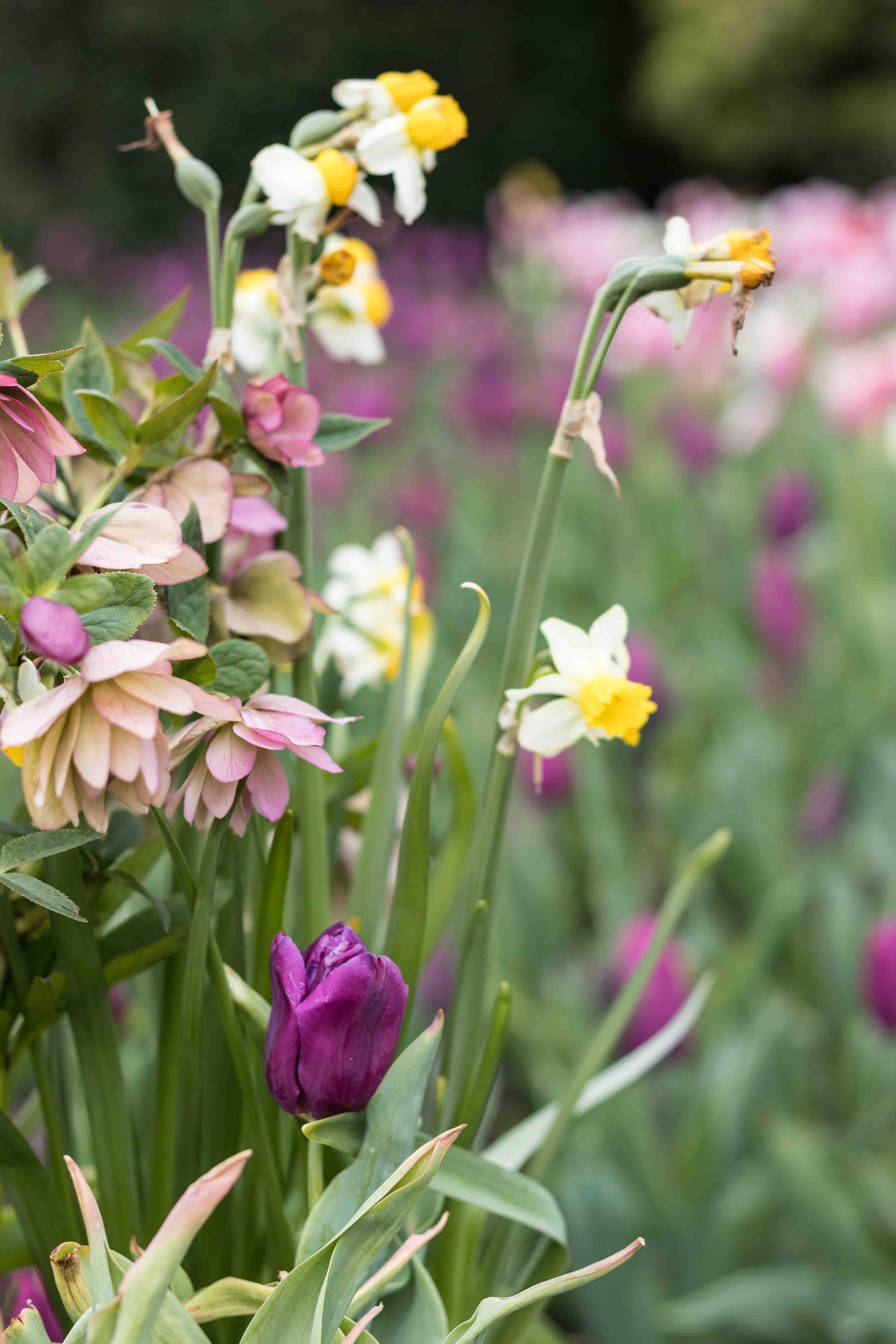 Tulips at the Boerner Botanical Gardens May 2017 | https://www.roseclearfield.com