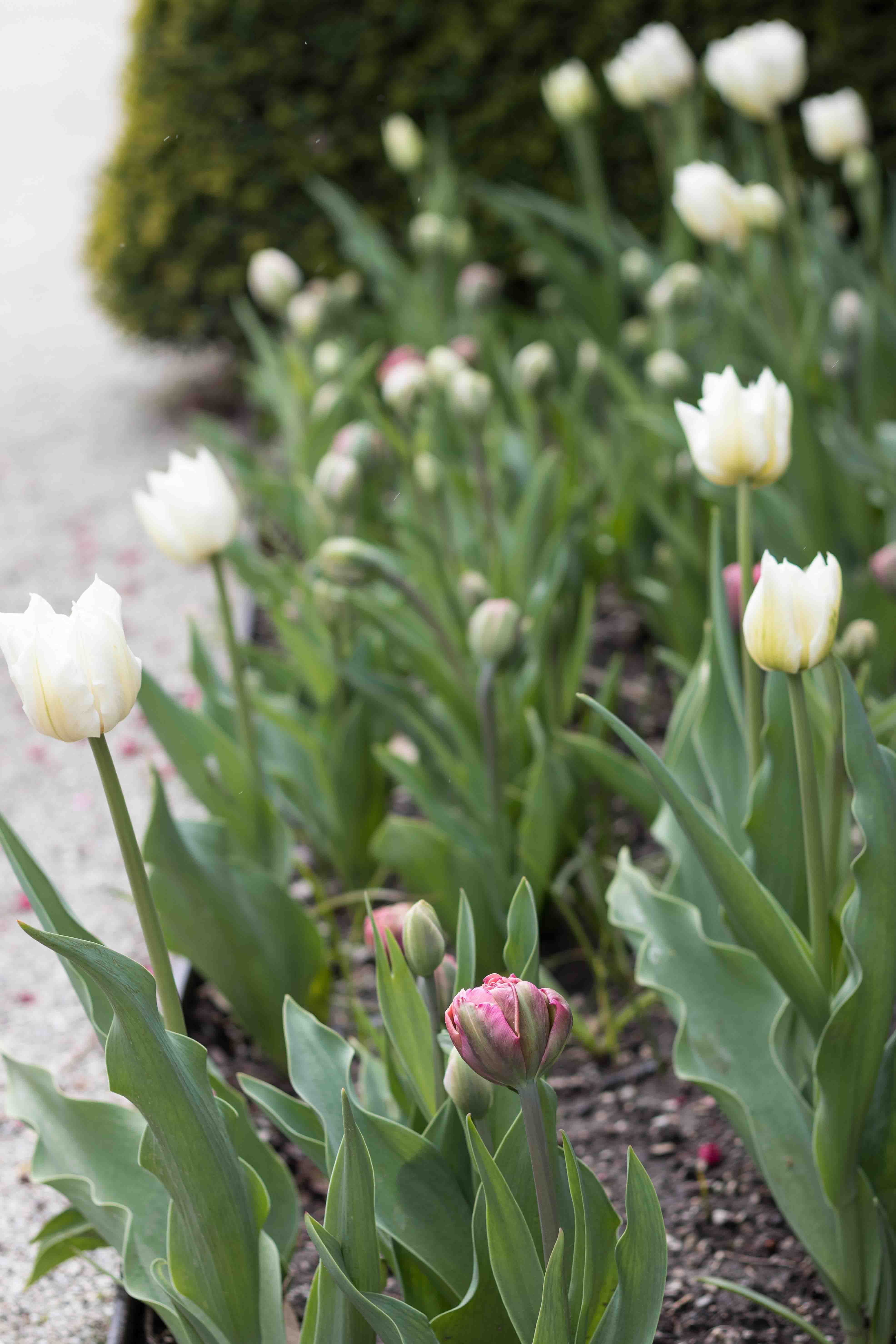 Tulips at the Boerner Botanical Gardens May 2017 | https://www.roseclearfield.com