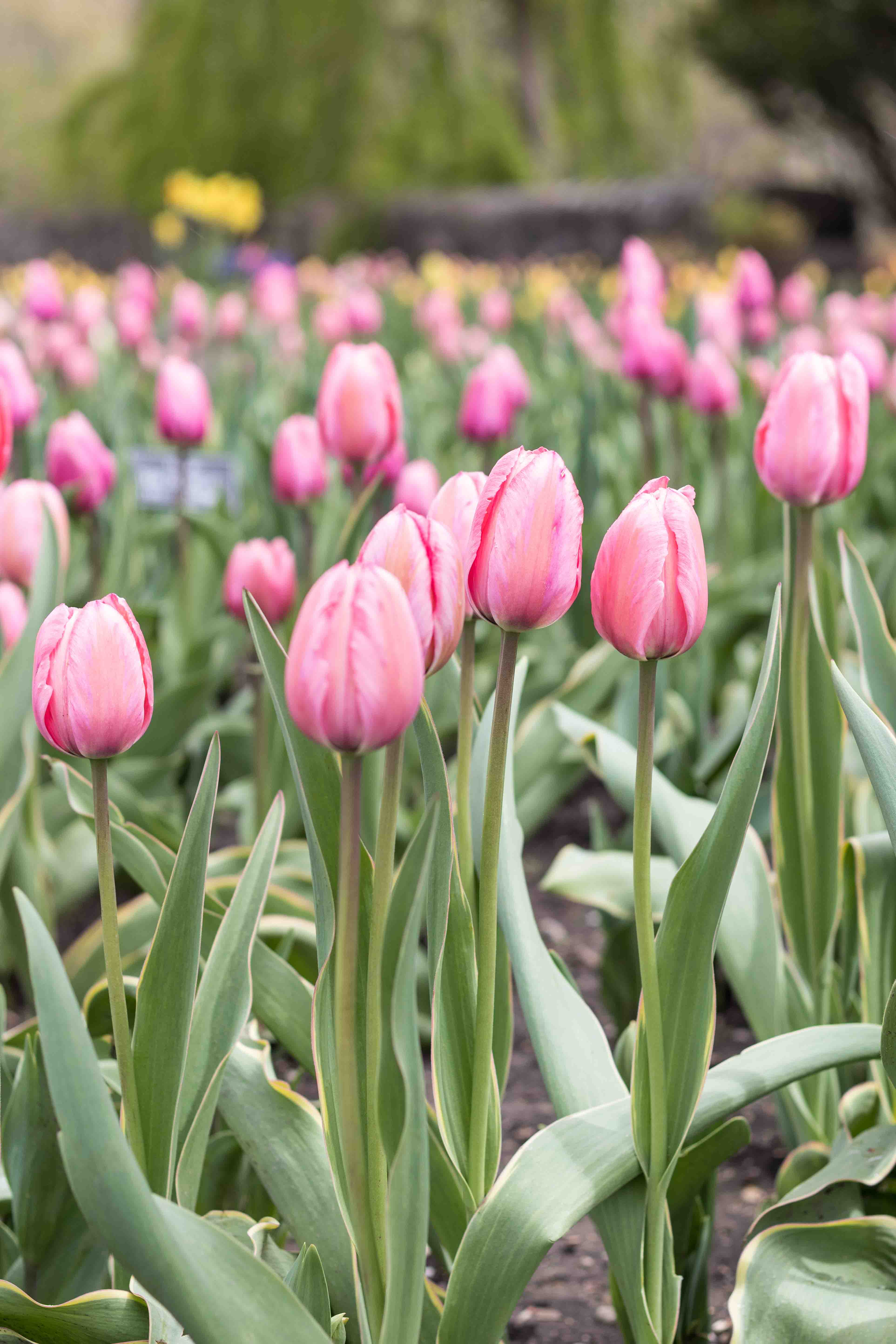 Tulips at the Boerner Botanical Gardens May 2017 | https://www.roseclearfield.com