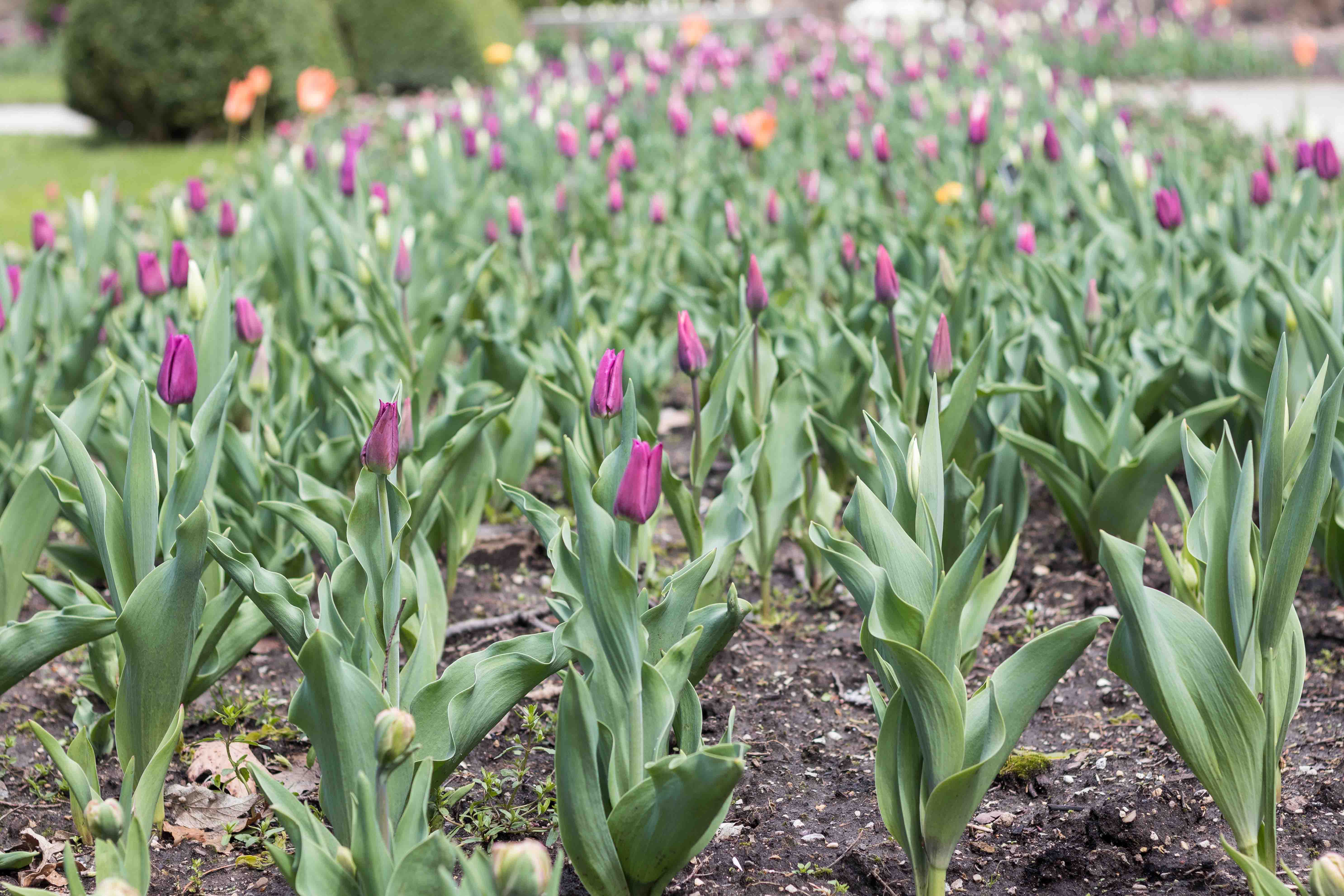 Tulips at the Boerner Botanical Gardens May 2017 | https://www.roseclearfield.com