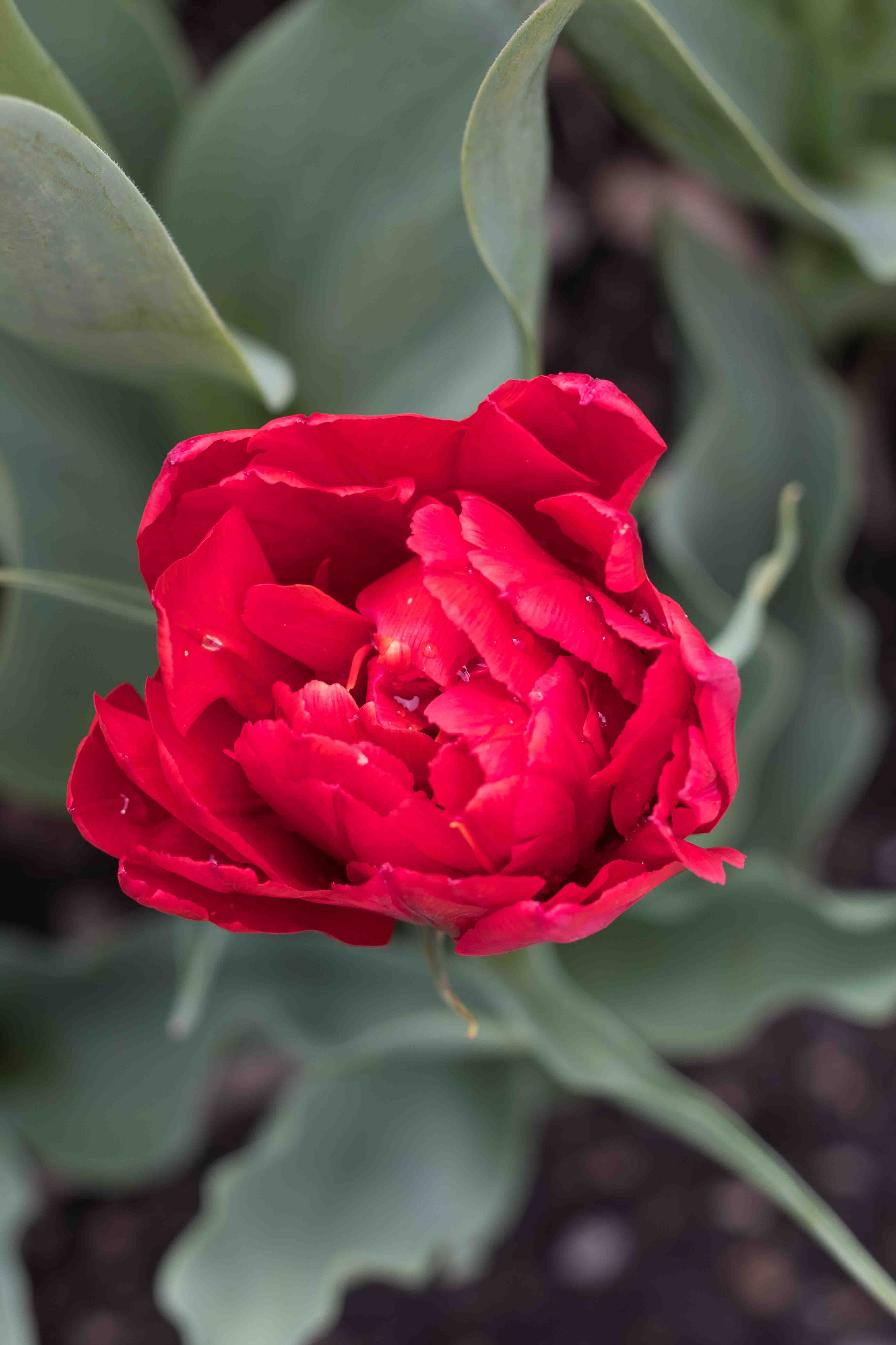 Tulips at the Boerner Botanical Gardens May 2017 | https://www.roseclearfield.com