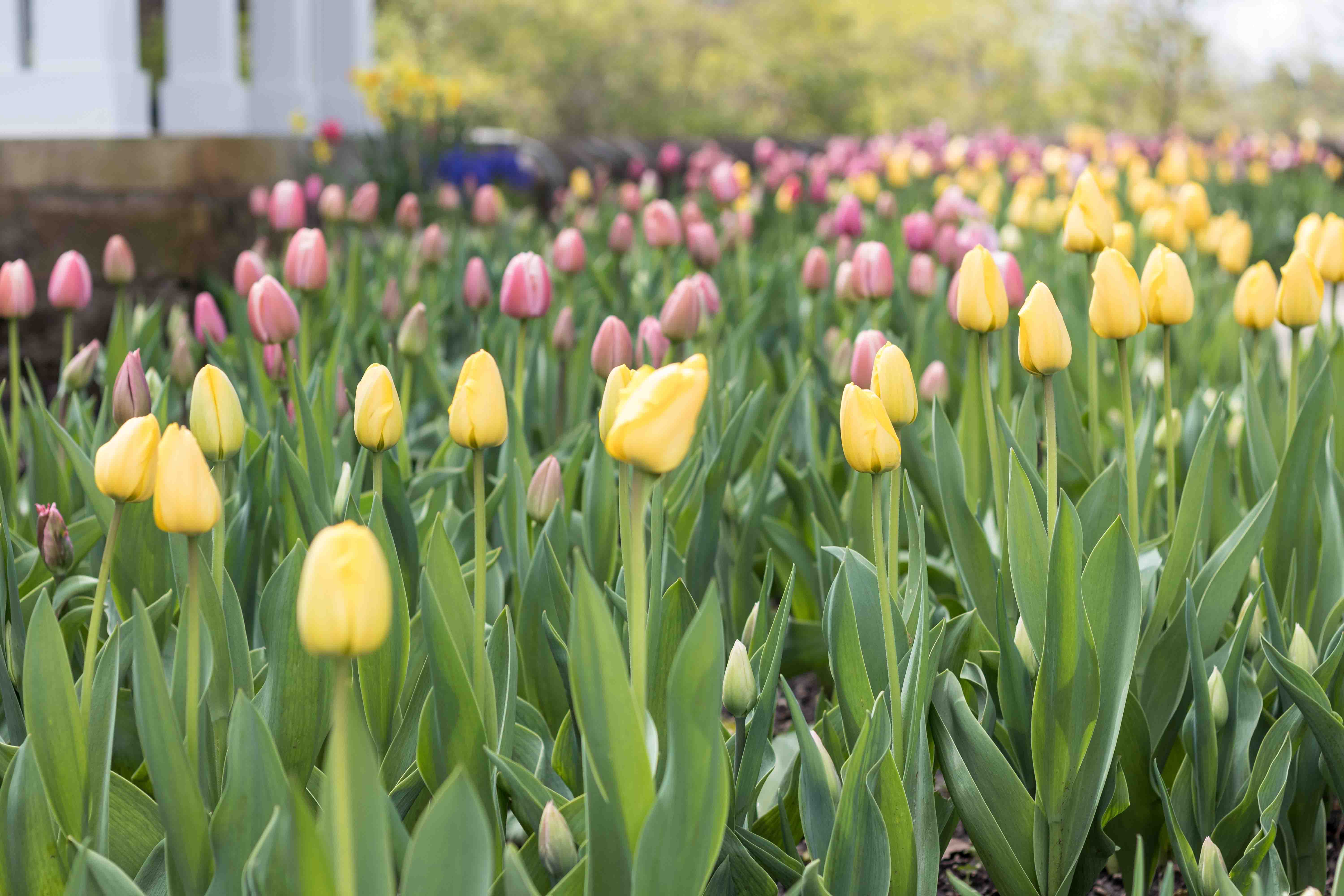 Tulips at the Boerner Botanical Gardens May 2017 | https://www.roseclearfield.com