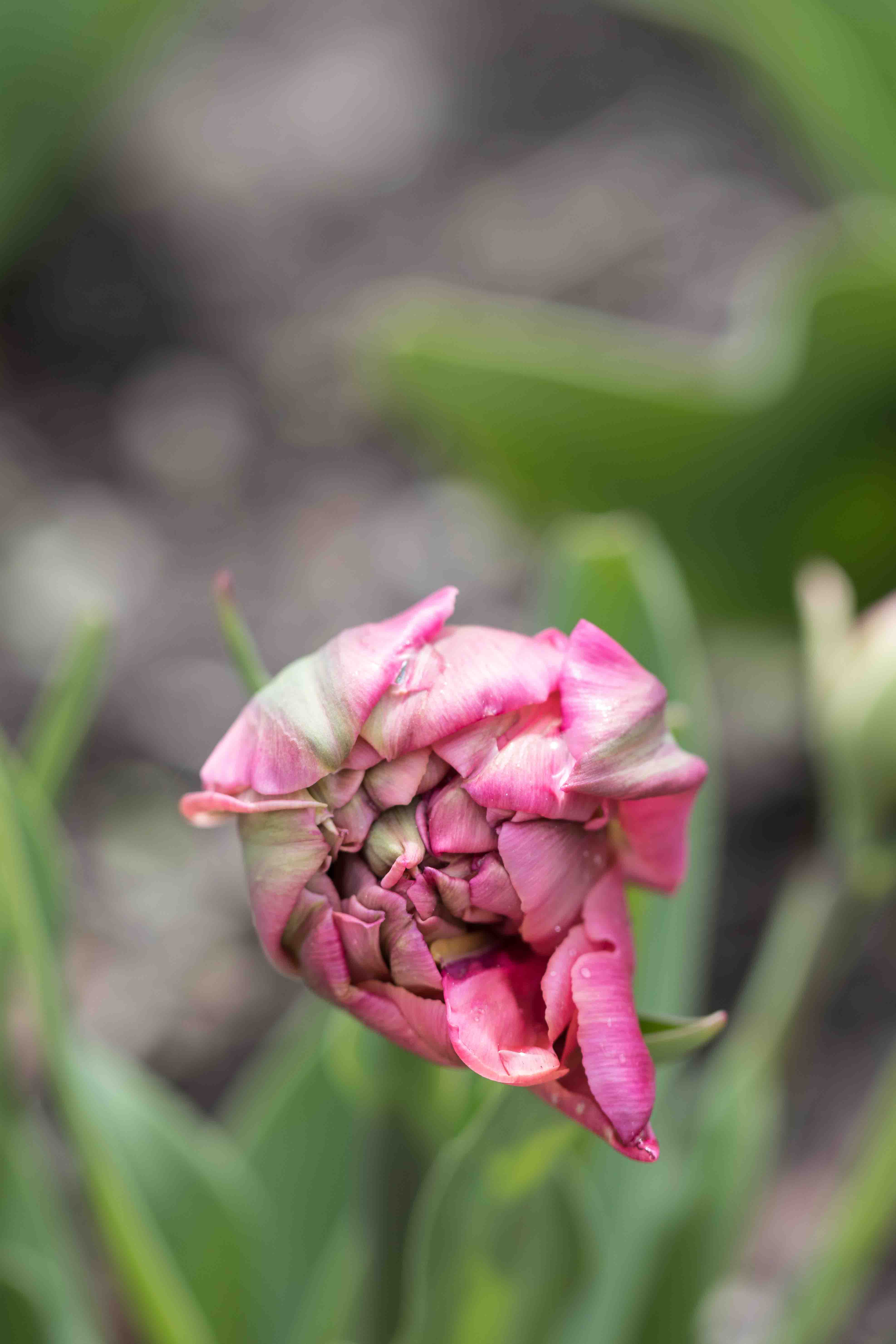 Tulips at the Boerner Botanical Gardens May 2017 | https://www.roseclearfield.com