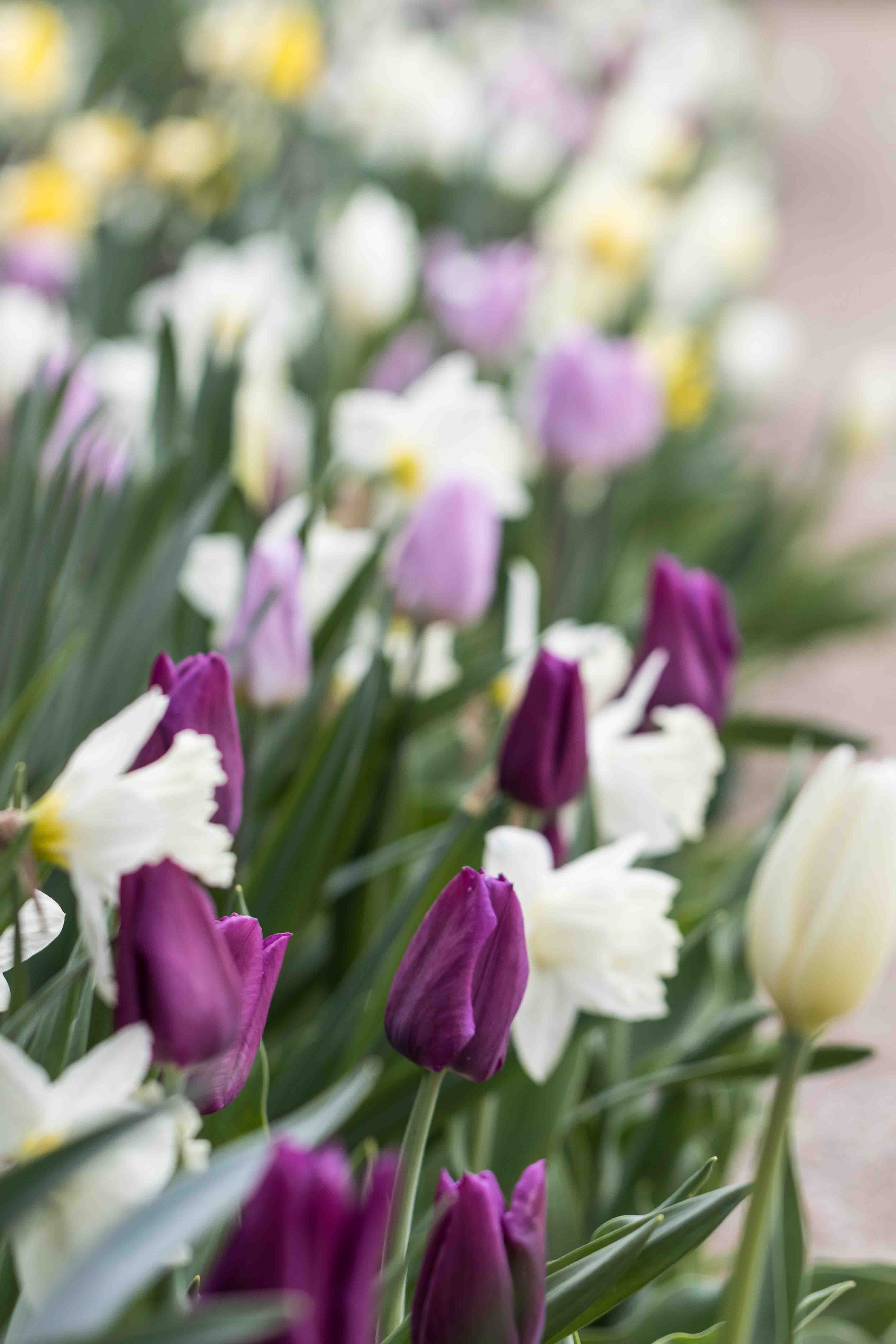 Tulips at the Boerner Botanical Gardens May 2017 | https://www.roseclearfield.com