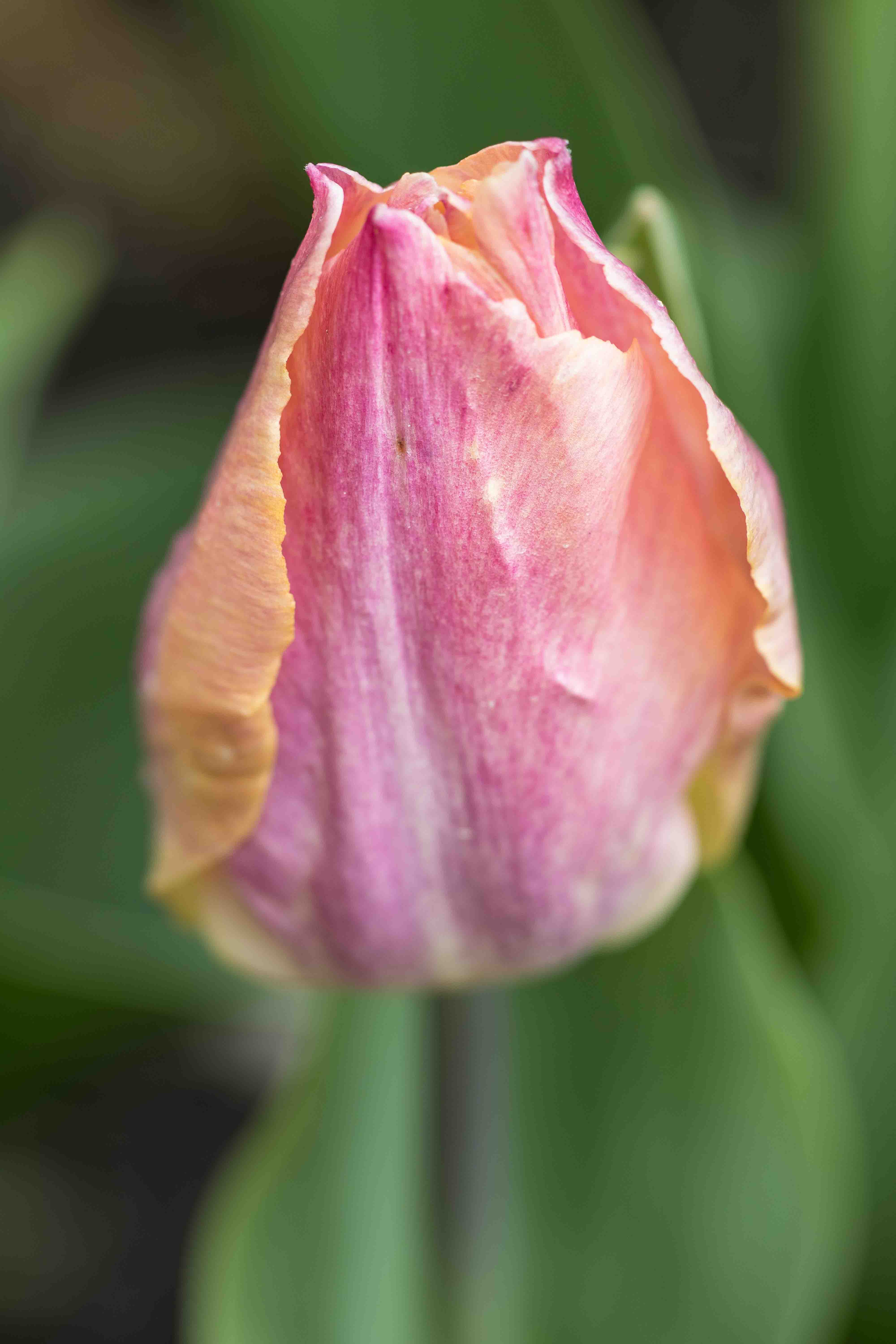 Tulips at the Boerner Botanical Gardens May 2017 | https://www.roseclearfield.com