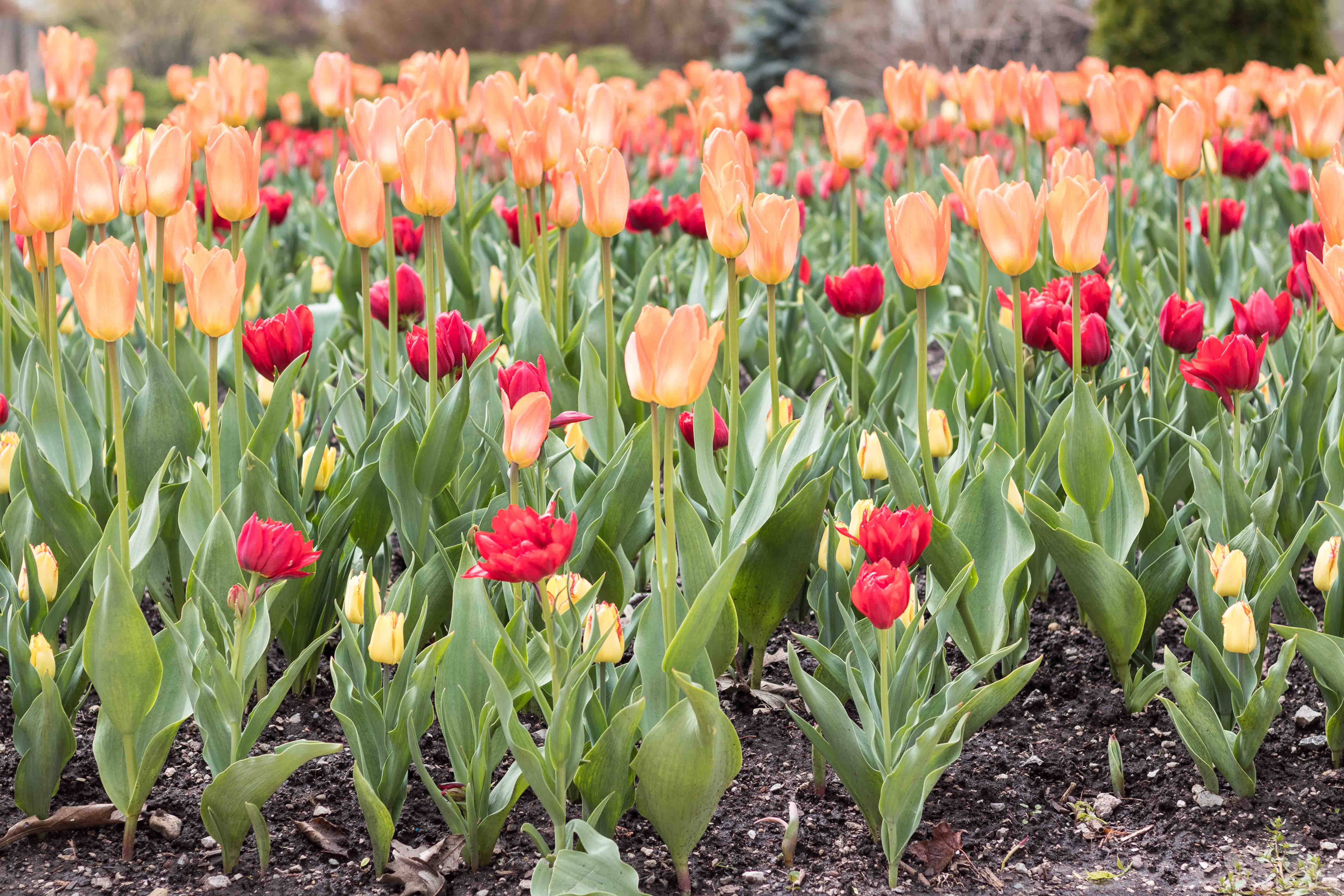 Tulips at the Boerner Botanical Gardens May 2017 | https://www.roseclearfield.com
