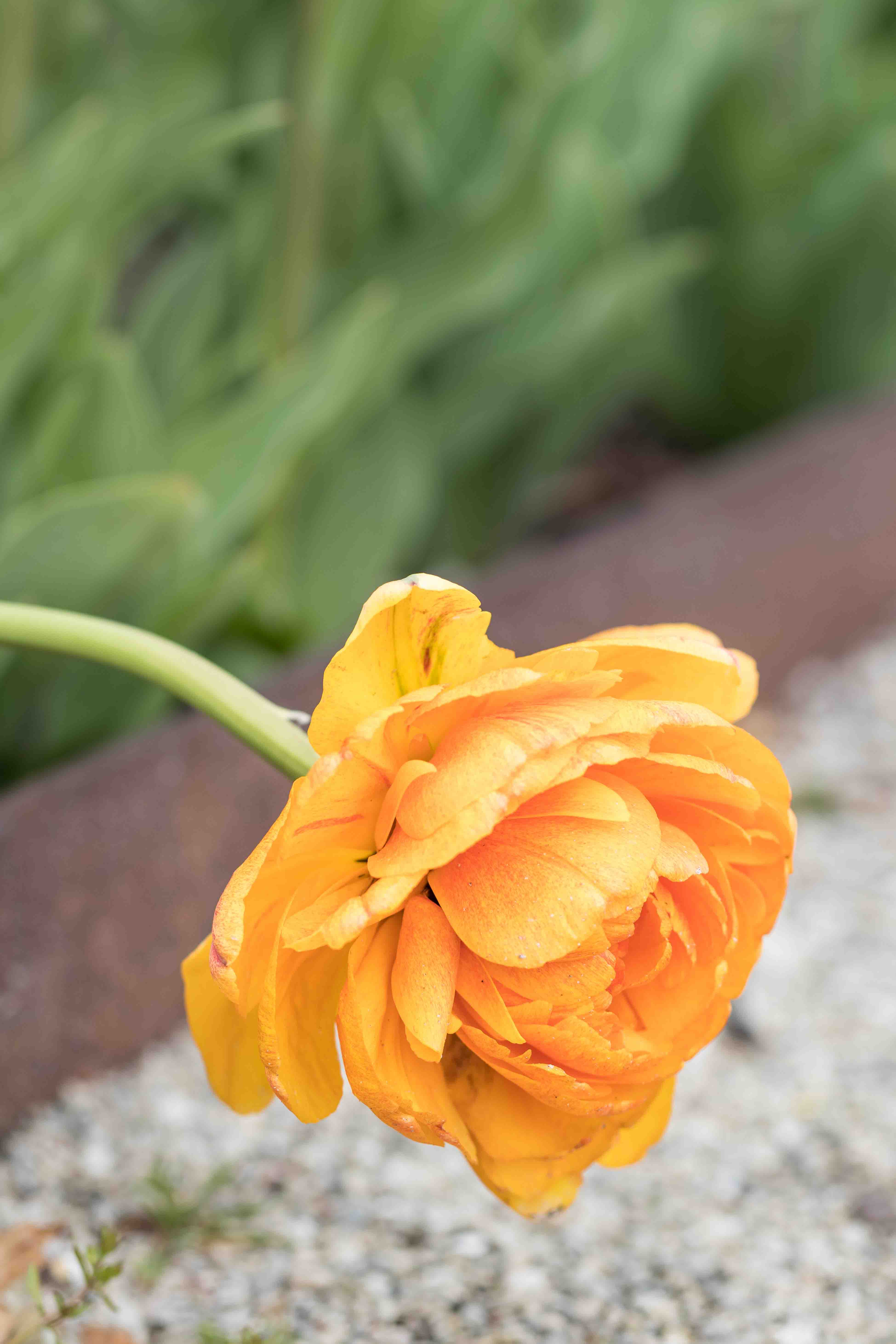 Tulips at the Boerner Botanical Gardens May 2017 | https://www.roseclearfield.com