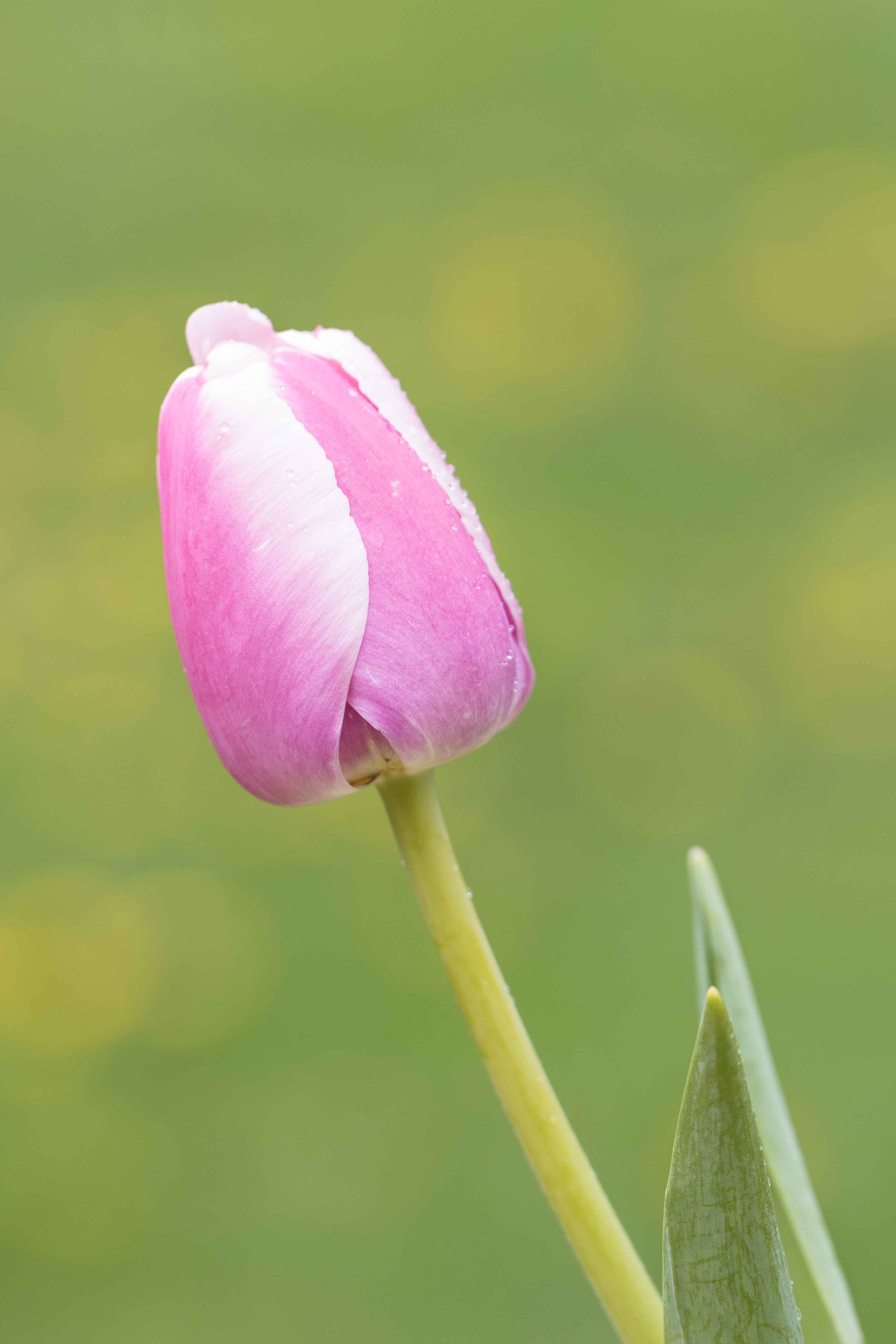 Tulips at the Boerner Botanical Gardens May 2017 | https://www.roseclearfield.com