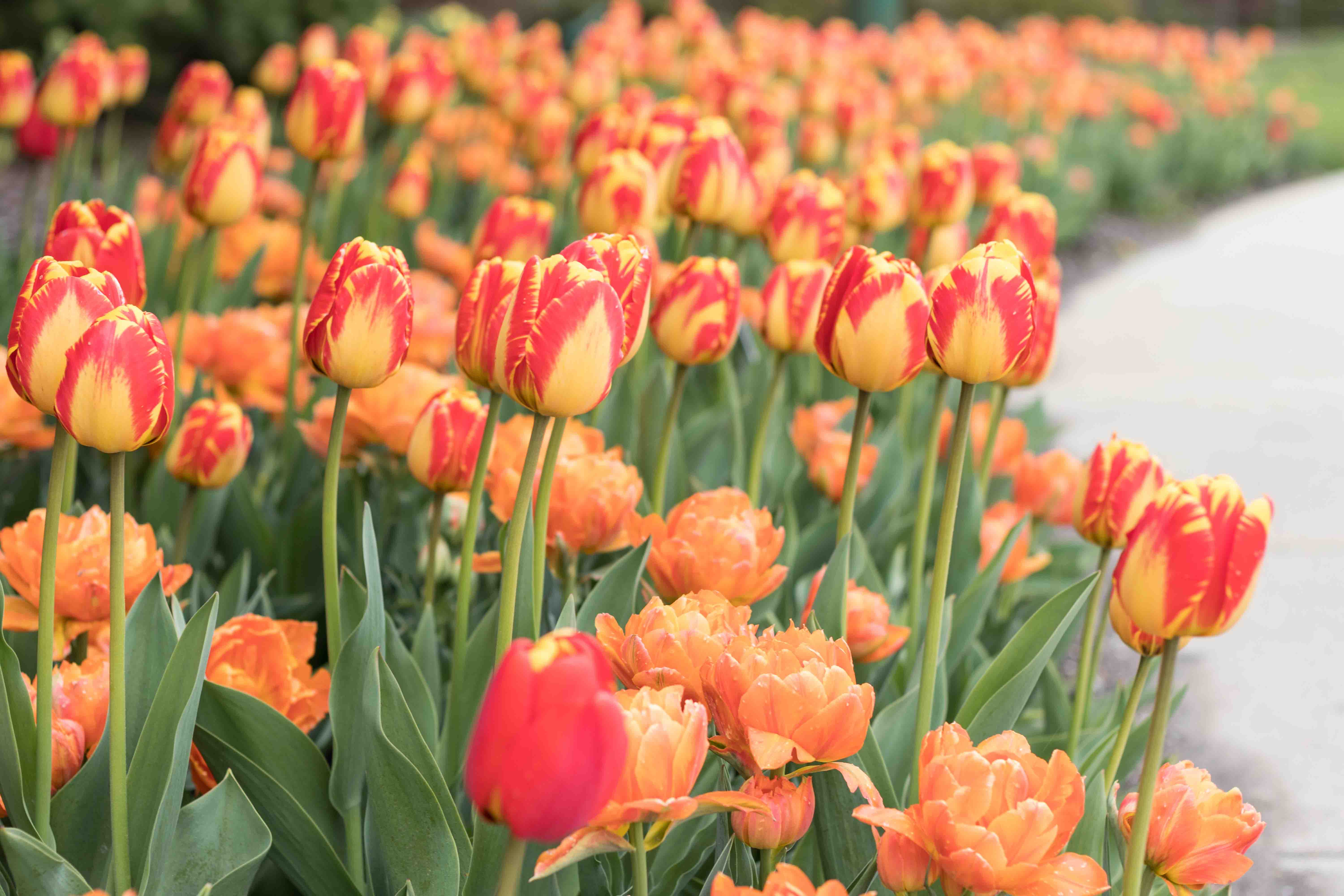 Tulips at the Boerner Botanical Gardens May 2017 | https://www.roseclearfield.com