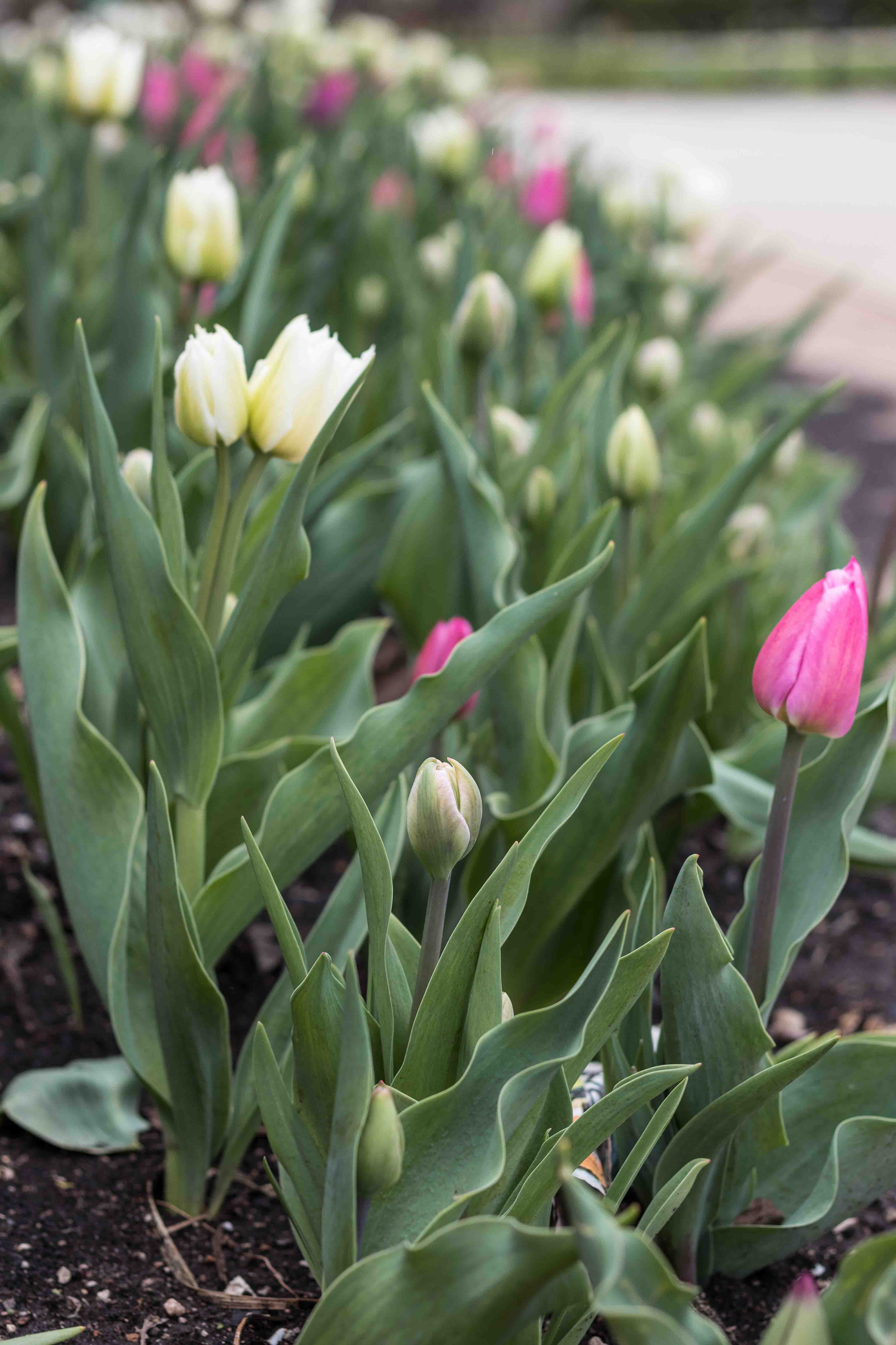 Tulips at the Boerner Botanical Gardens May 2017 | https://www.roseclearfield.com