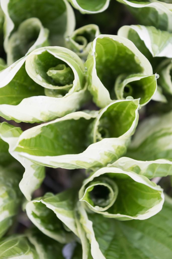 How to Maximize the Potential of Your Kit Lens • Rose Clearfield