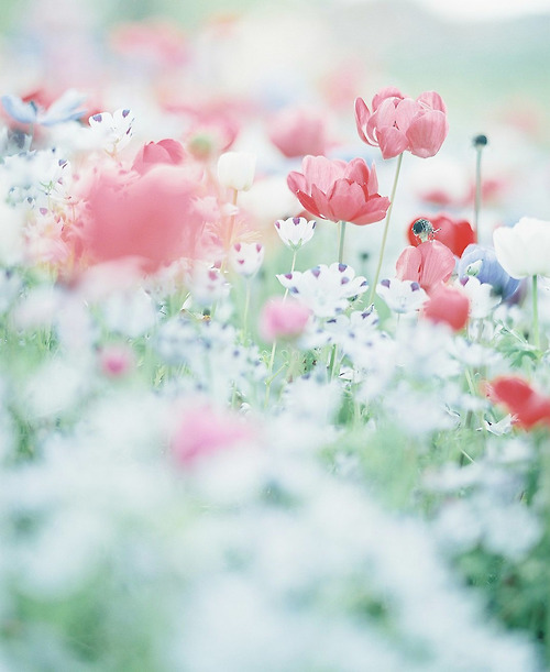 May Spring Inspiration via unebrise on Flickr | https://www.roseclearfield.com