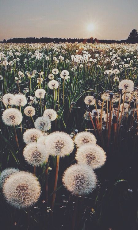 Photography Inspiration - Dandelions in a Field Source Unknown | https://www.roseclearfield.com