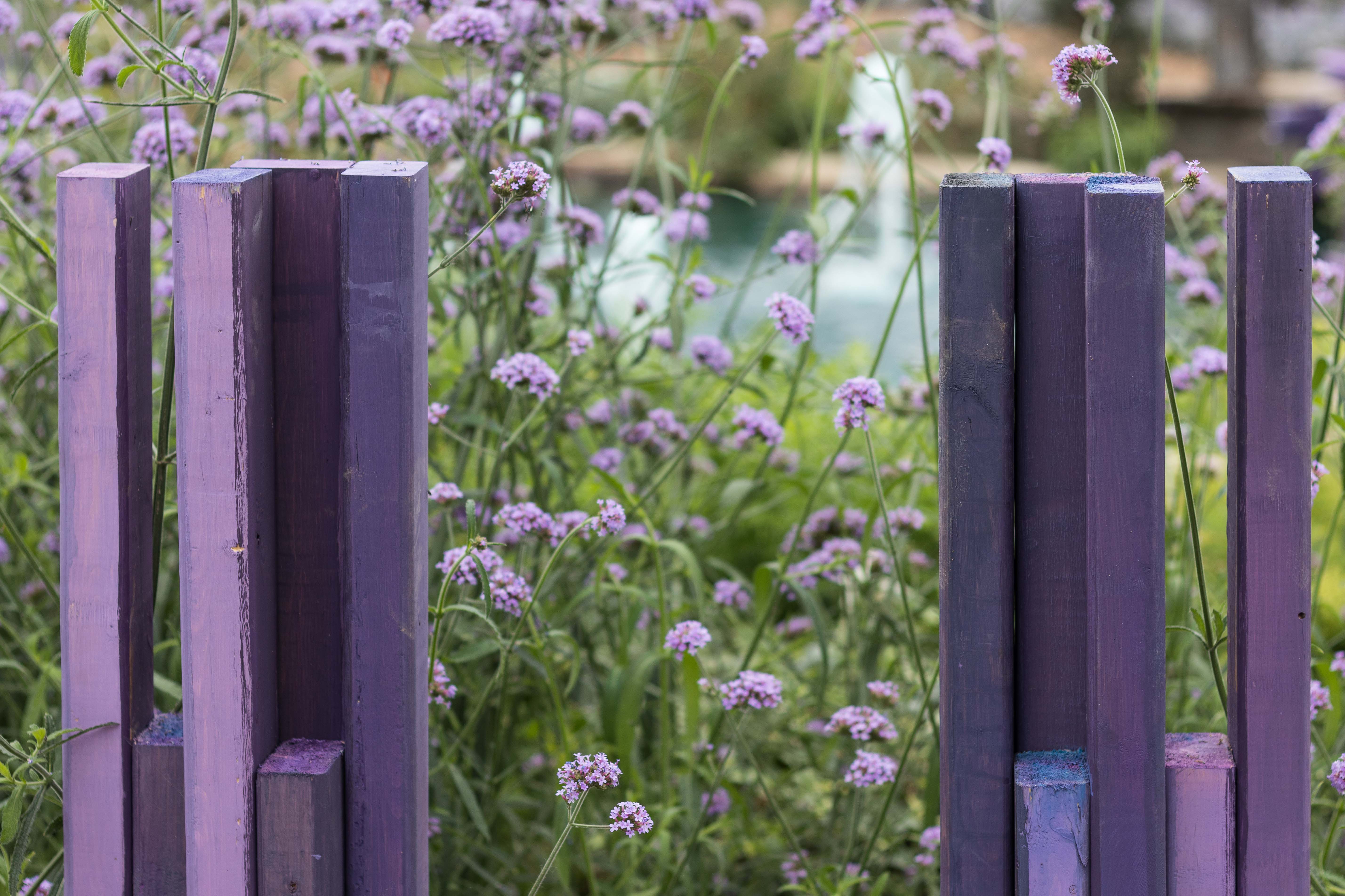 Mitchell Park Domes Ultra Violet Summer Floral Show | https://www.roseclearfield.com