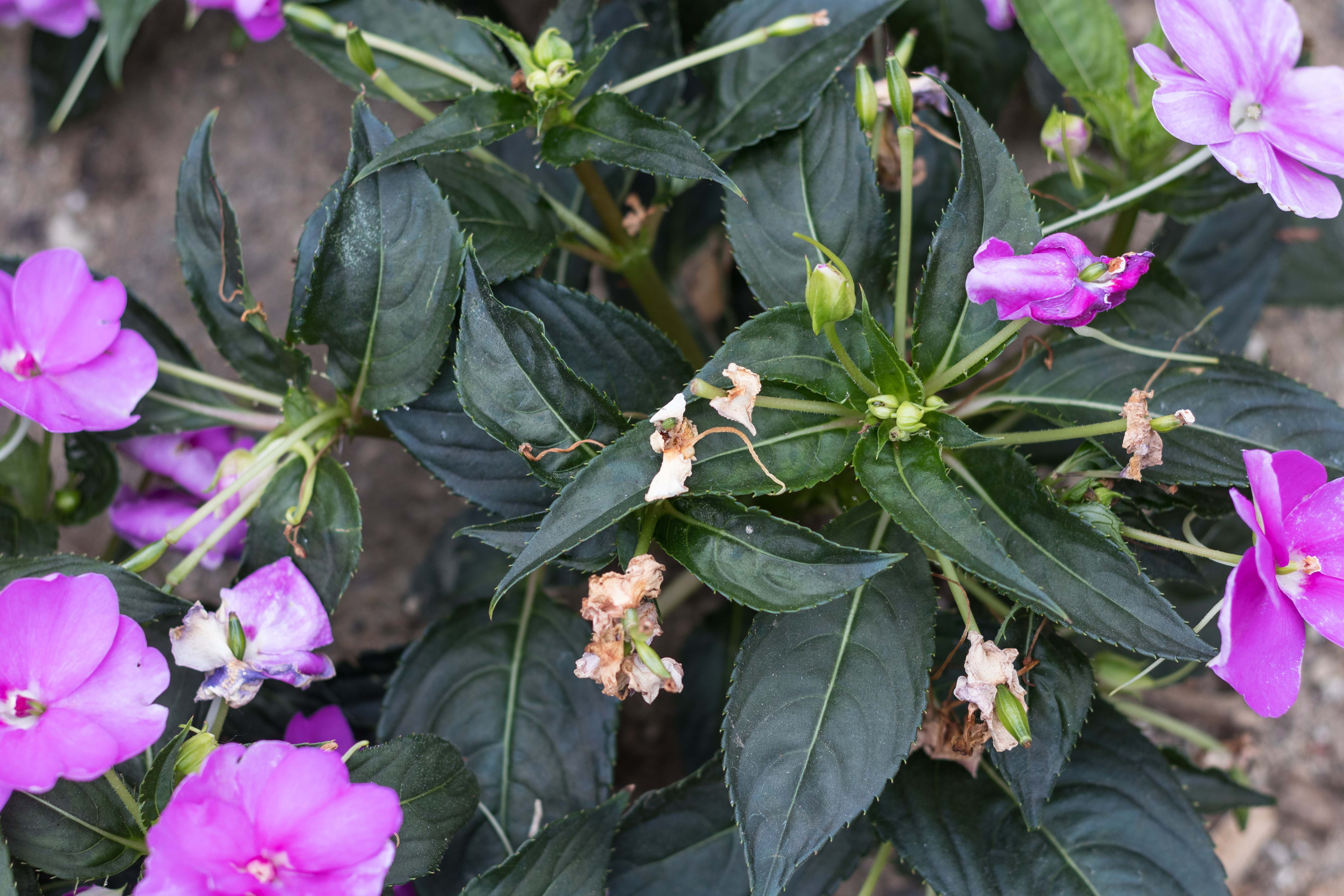 Mitchell Park Domes Ultra Violet Summer Floral Show | https://www.roseclearfield.com