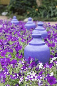 Mitchell Park Domes Ultra Violet Summer Floral Show | https://www.roseclearfield.com