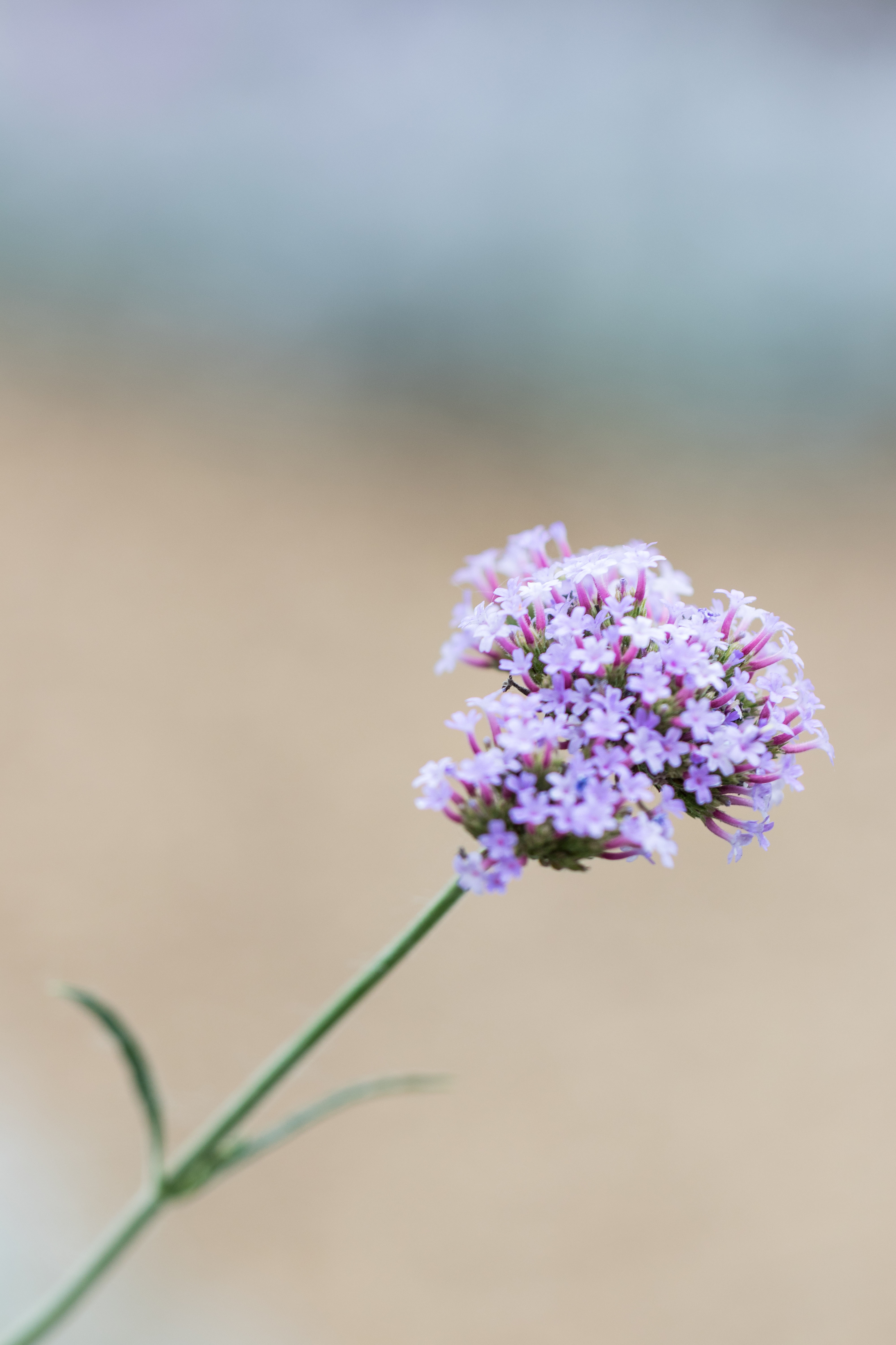 Mitchell Park Domes Ultra Violet Summer Floral Show | https://www.roseclearfield.com