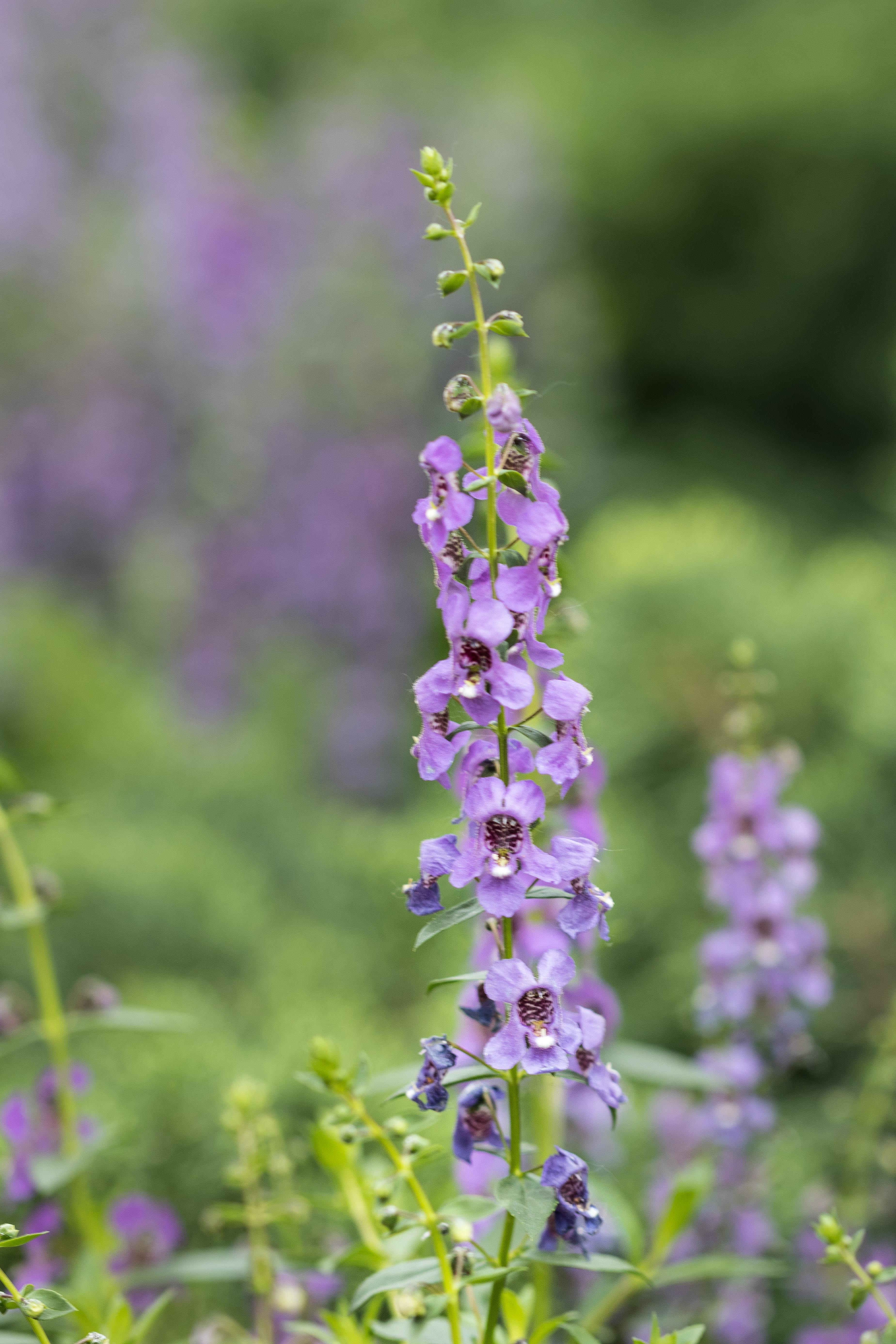 Mitchell Park Domes Ultra Violet Summer Floral Show | https://www.roseclearfield.com