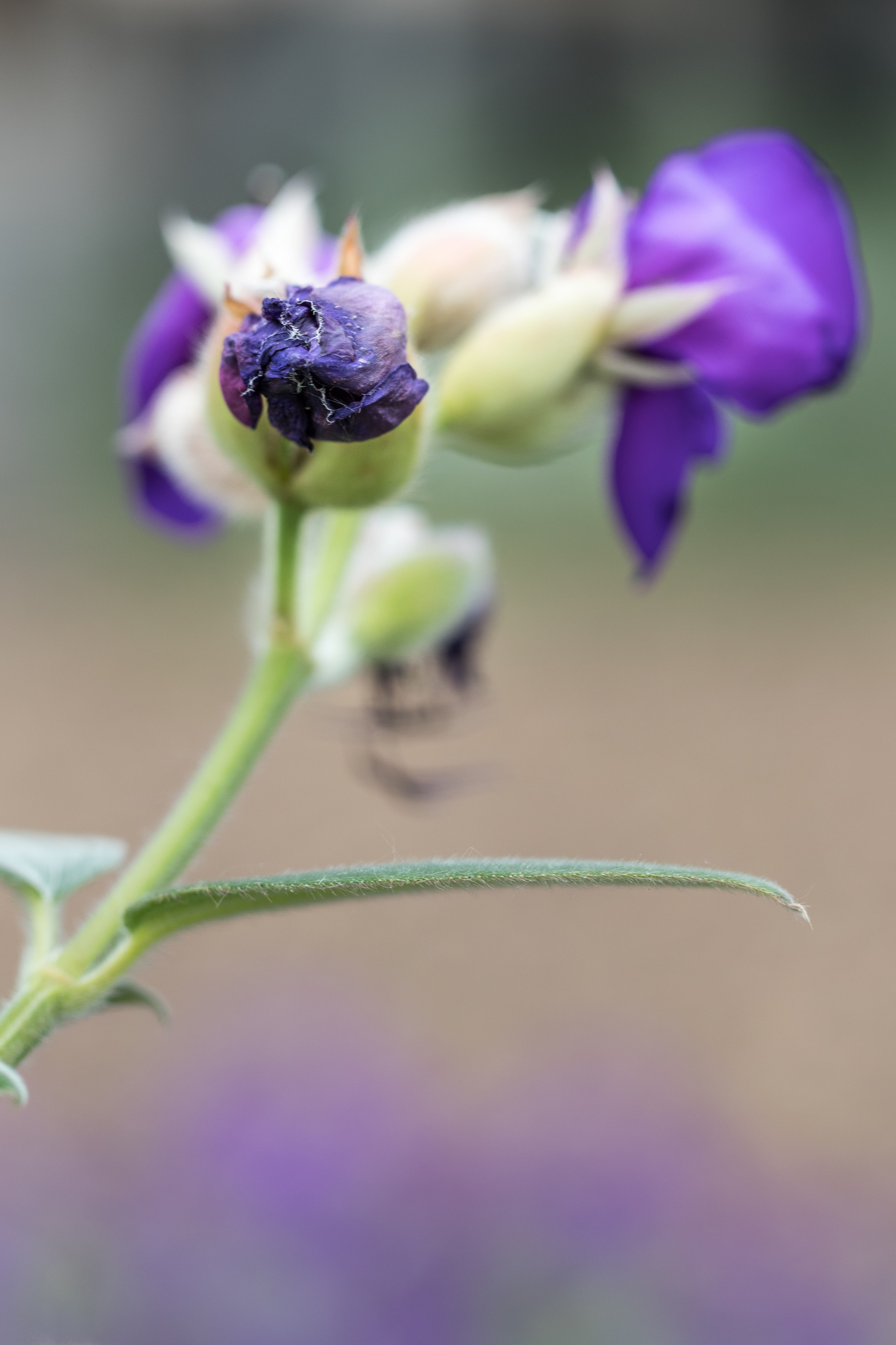 Mitchell Park Domes Ultra Violet Summer Floral Show | https://www.roseclearfield.com