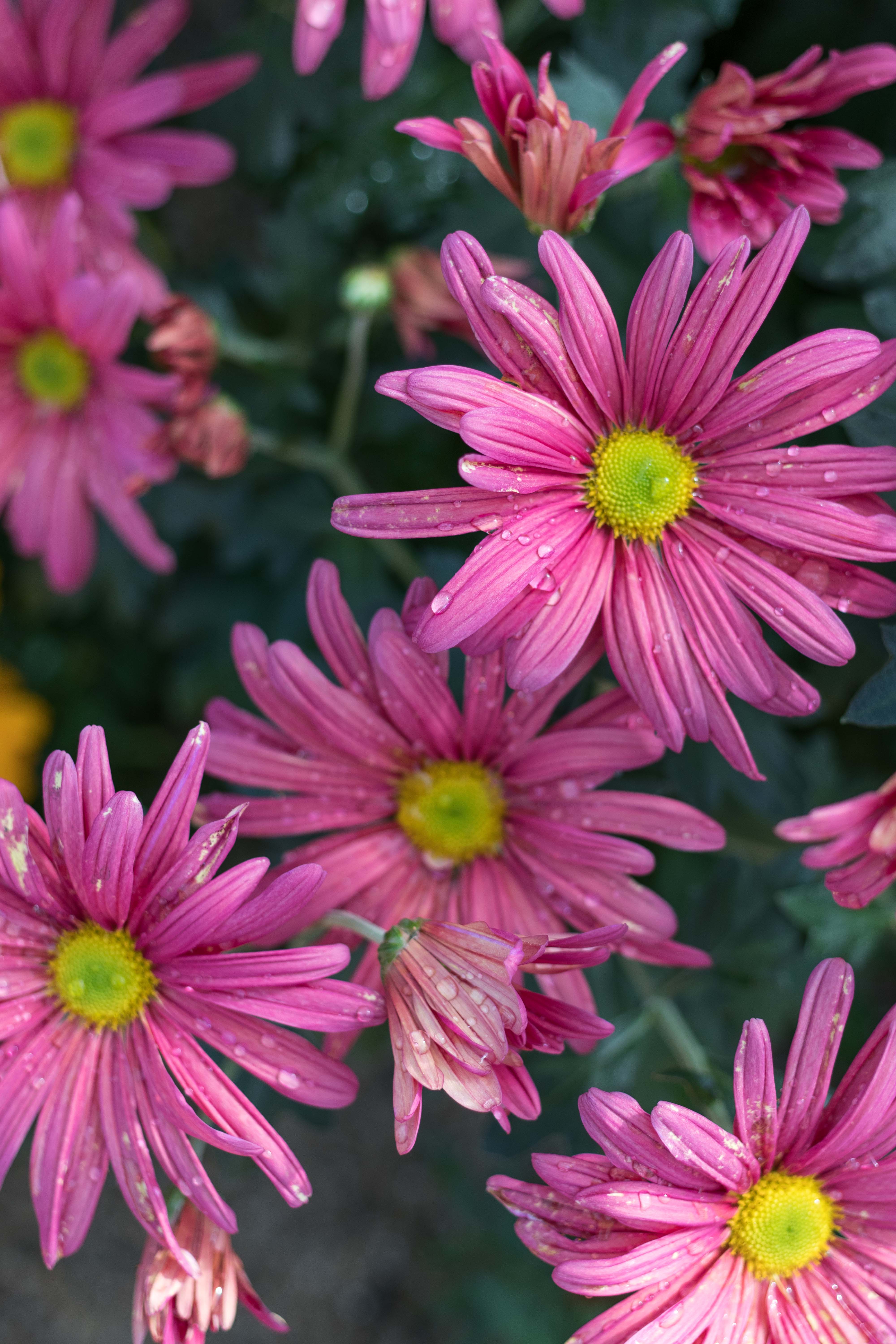 Mitchell Park Domes Flower Power Fall Floral Show | https://www.roseclearfield.com