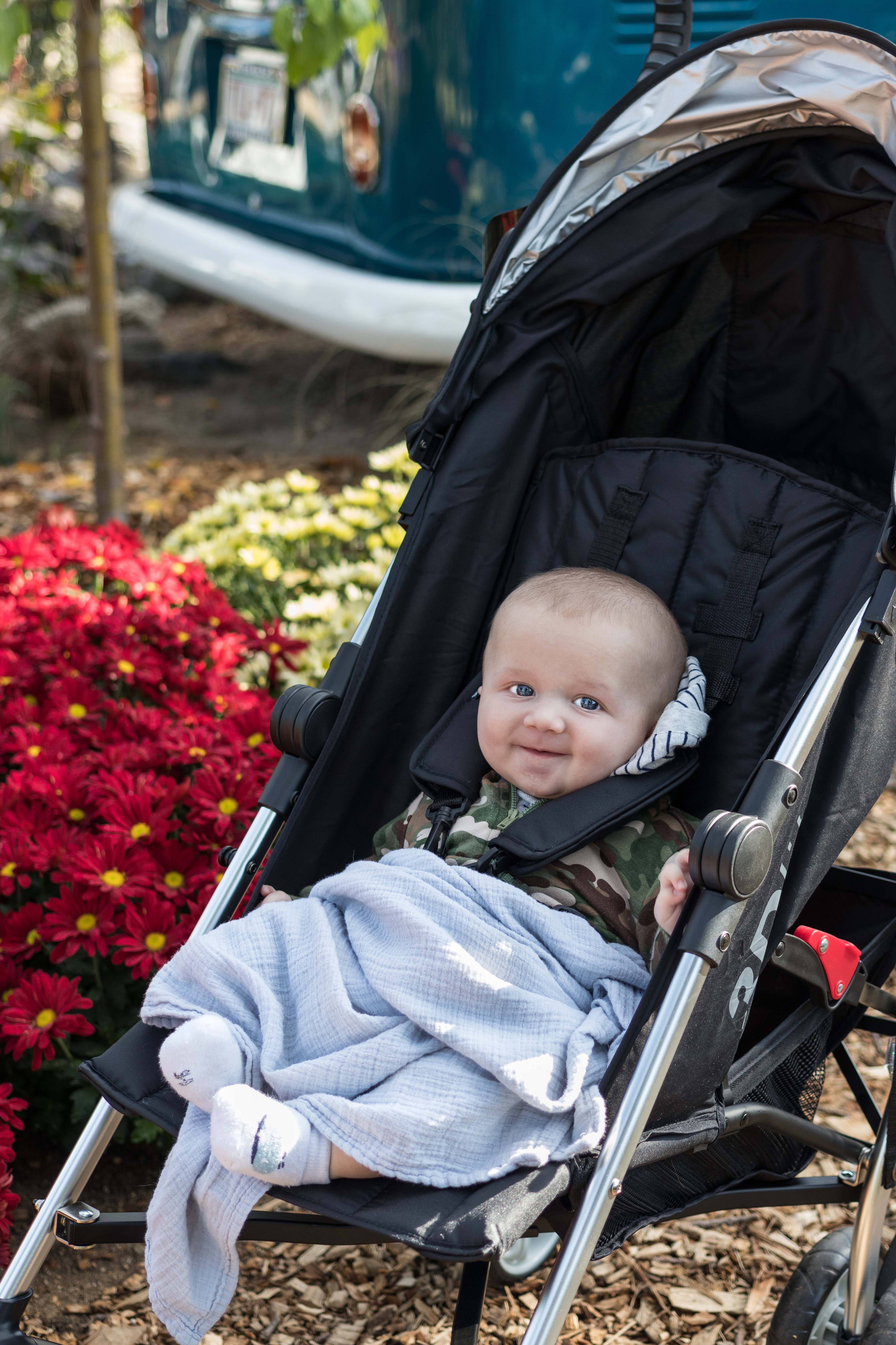 Mitchell Park Domes Flower Power Fall Floral Show | https://www.roseclearfield.com