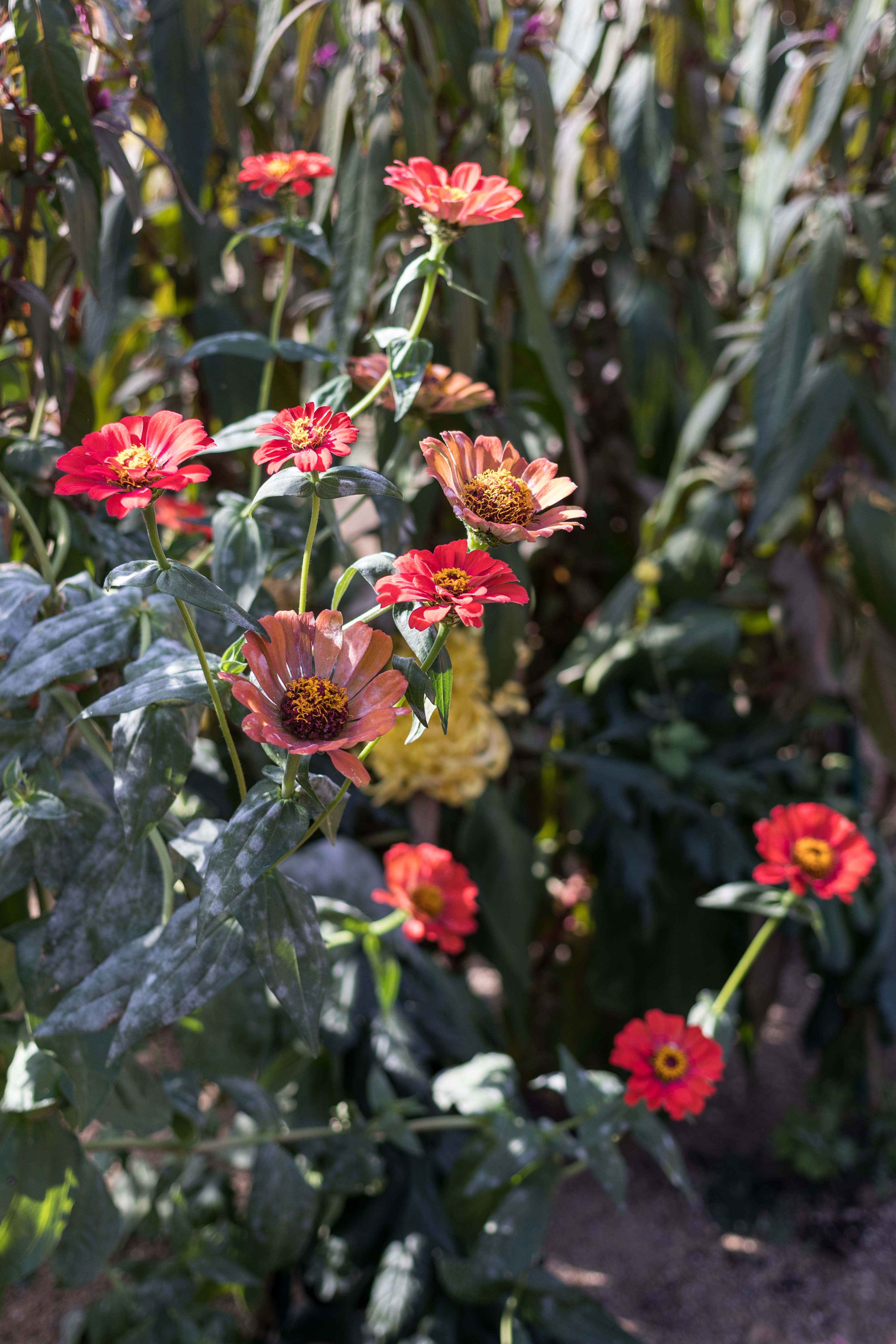 Mitchell Park Domes Flower Power Fall Floral Show | https://www.roseclearfield.com