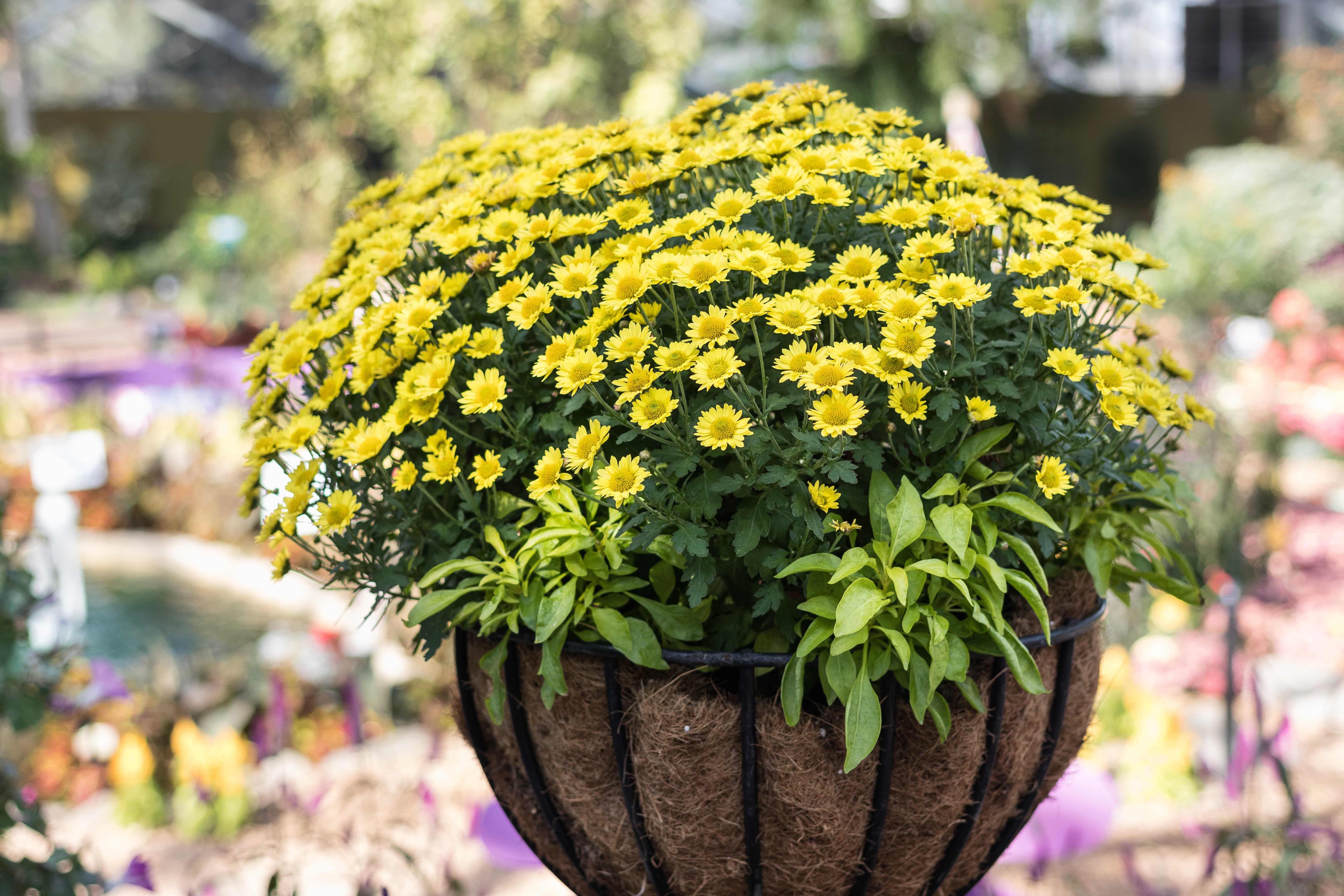 Mitchell Park Domes Flower Power Fall Floral Show | https://www.roseclearfield.com