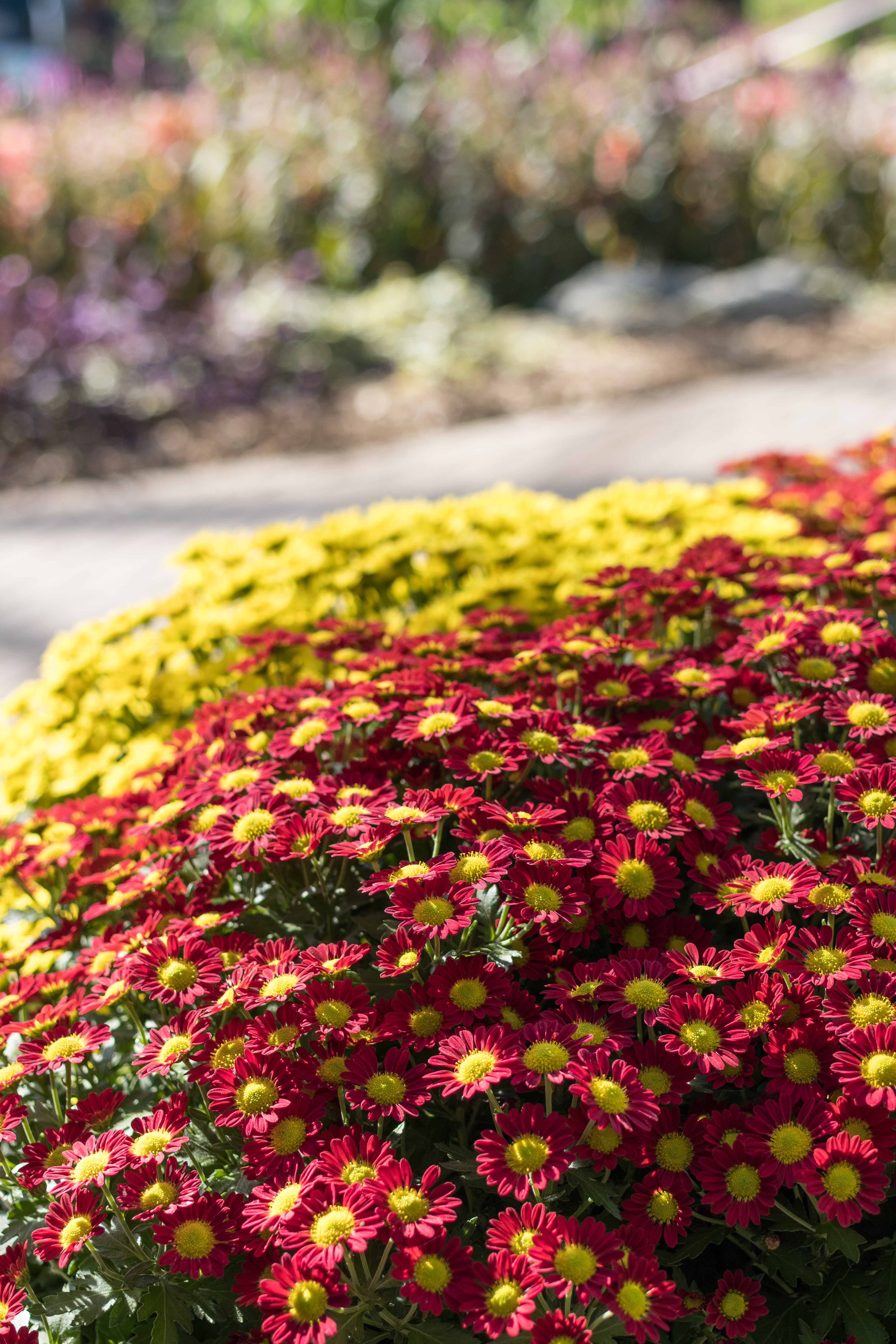 Mitchell Park Domes Flower Power Fall Floral Show | https://www.roseclearfield.com