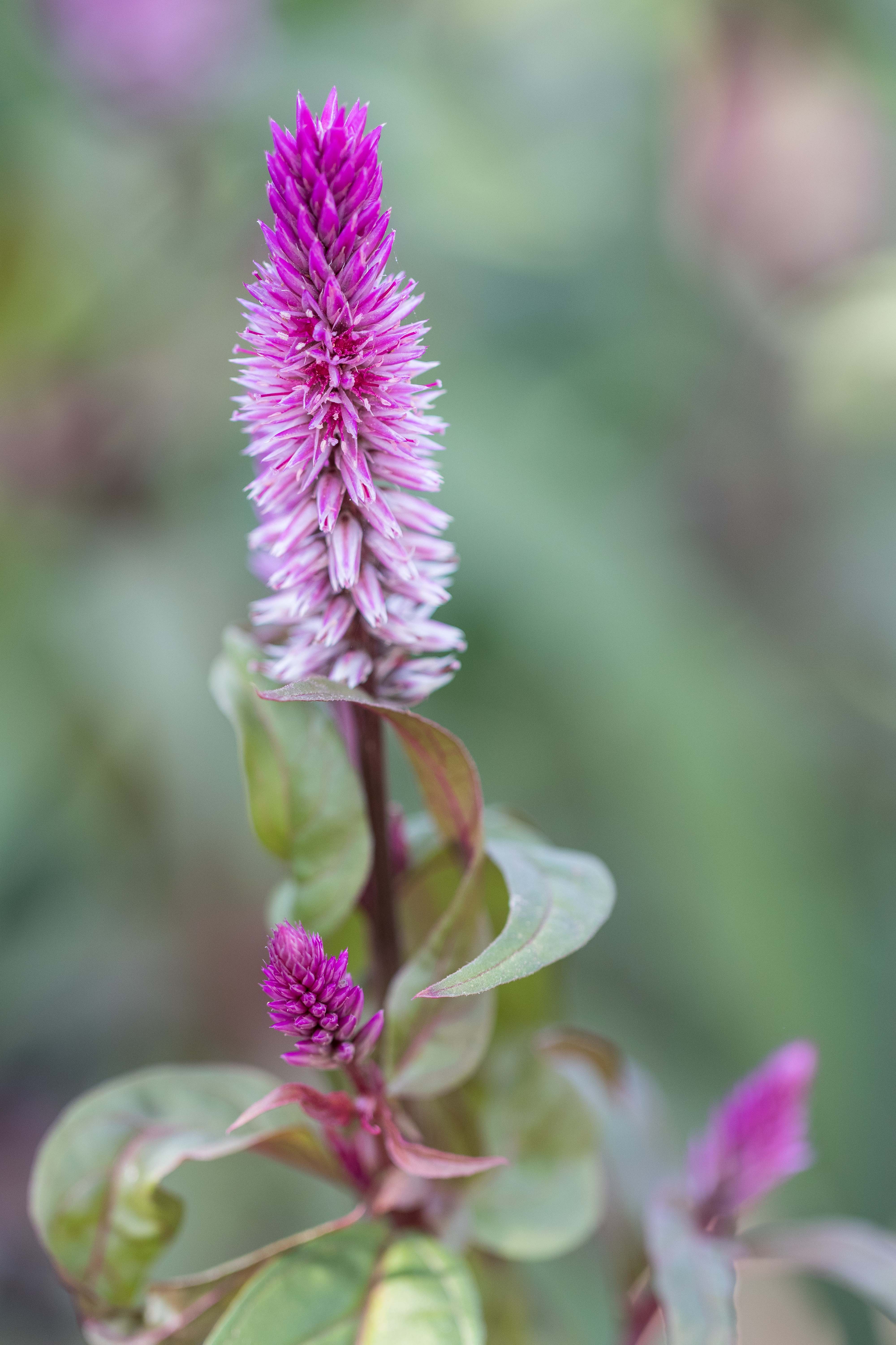 Mitchell Park Domes Flower Power Fall Floral Show | https://www.roseclearfield.com