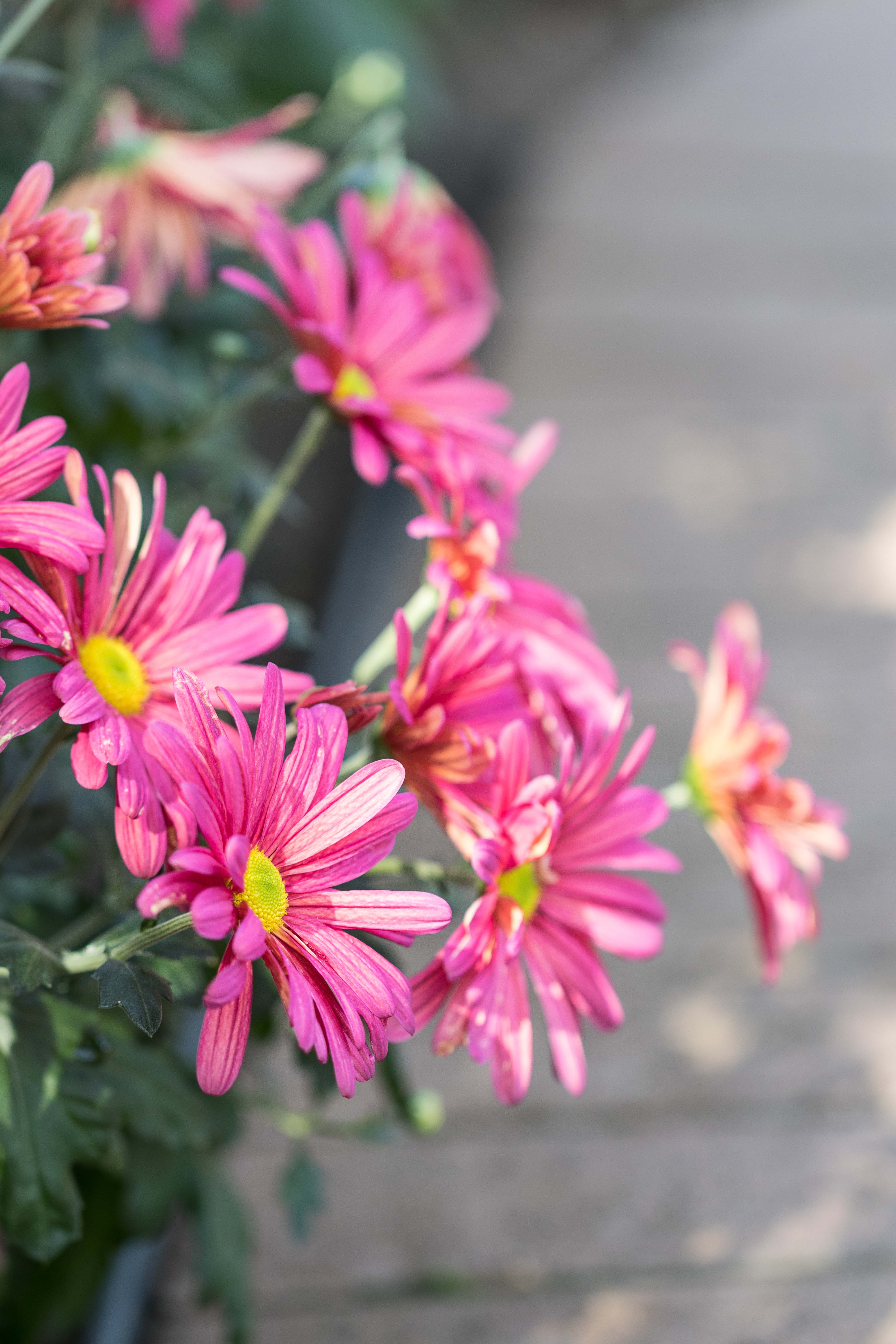 Mitchell Park Domes Flower Power Fall Floral Show | https://www.roseclearfield.com